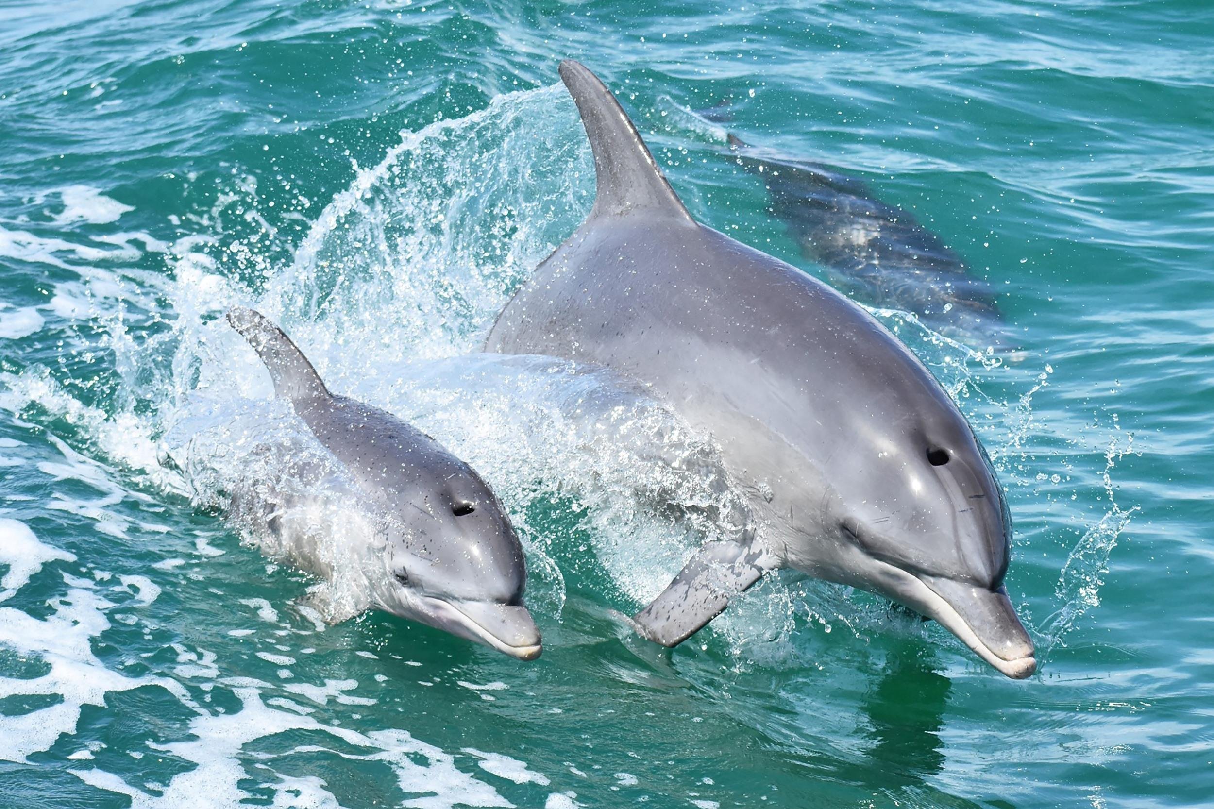 Mandurah Dolphin & Waterways Cruise