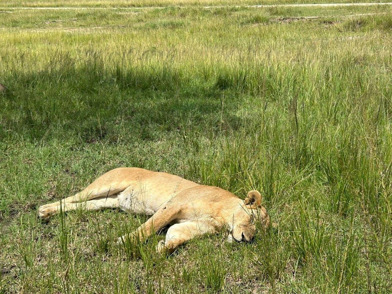 3-Day Maasai Mara Shared Jeep Safari from Nairobi