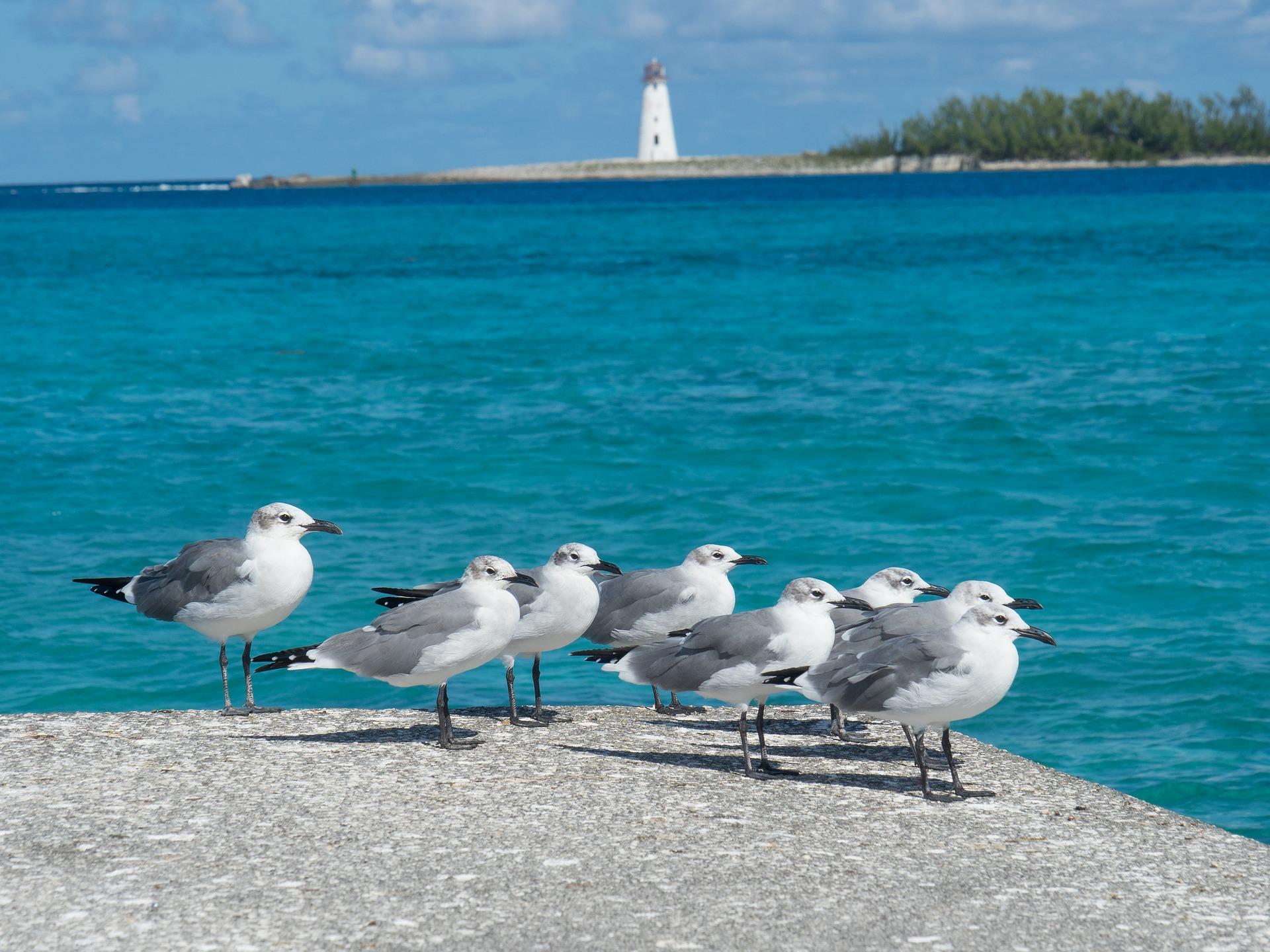 Full-Day Barbados Adventure: Caves, Monkeys & Turtle Swim