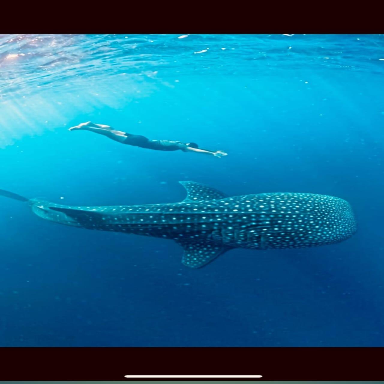 Private 2-Day Whale Shark & Kenawa Island Escape