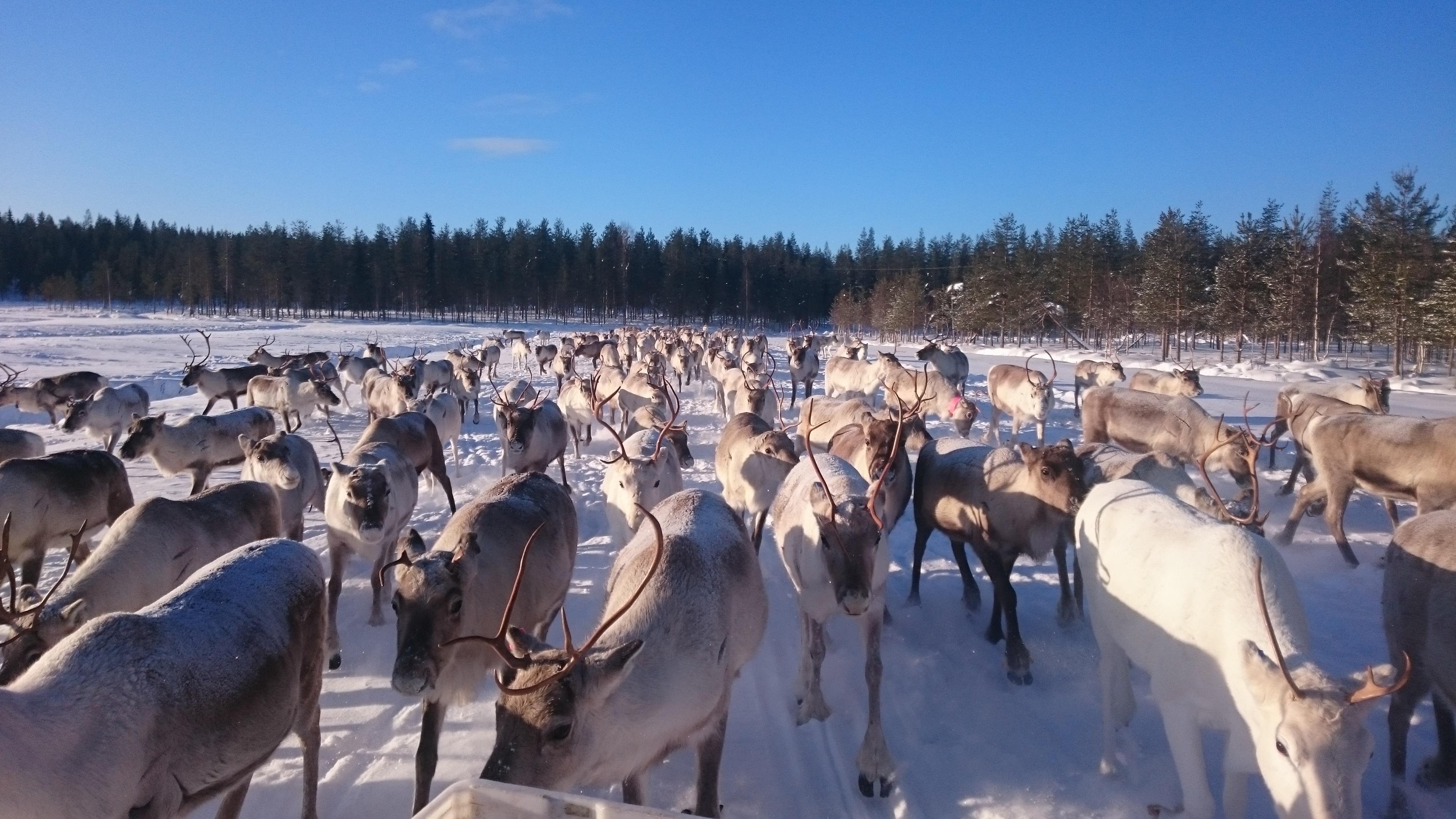 Rovaniemi Reindeer Farm: Herd Encounter & Lapland Culture