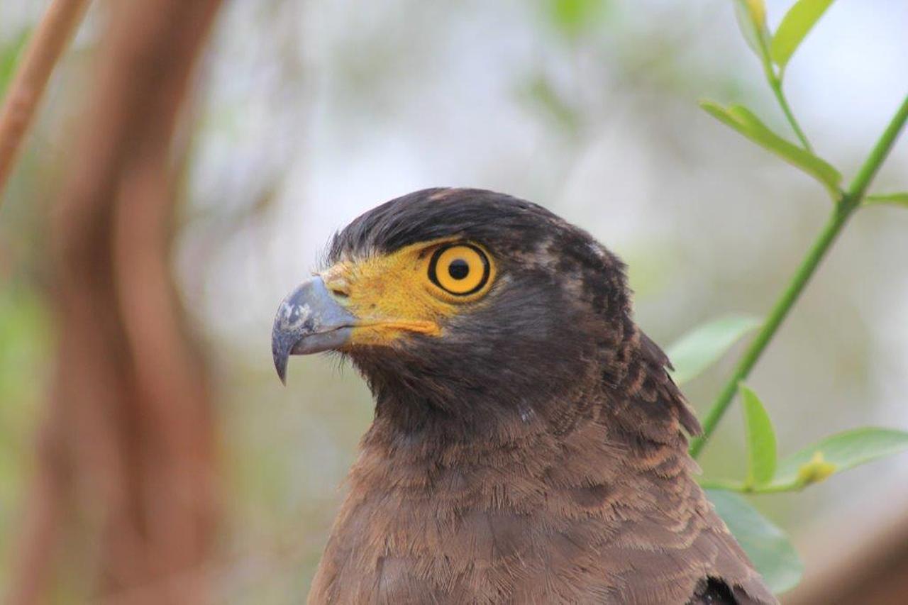 Yala National Park Leopard Safari with Skip-the-Line Entry