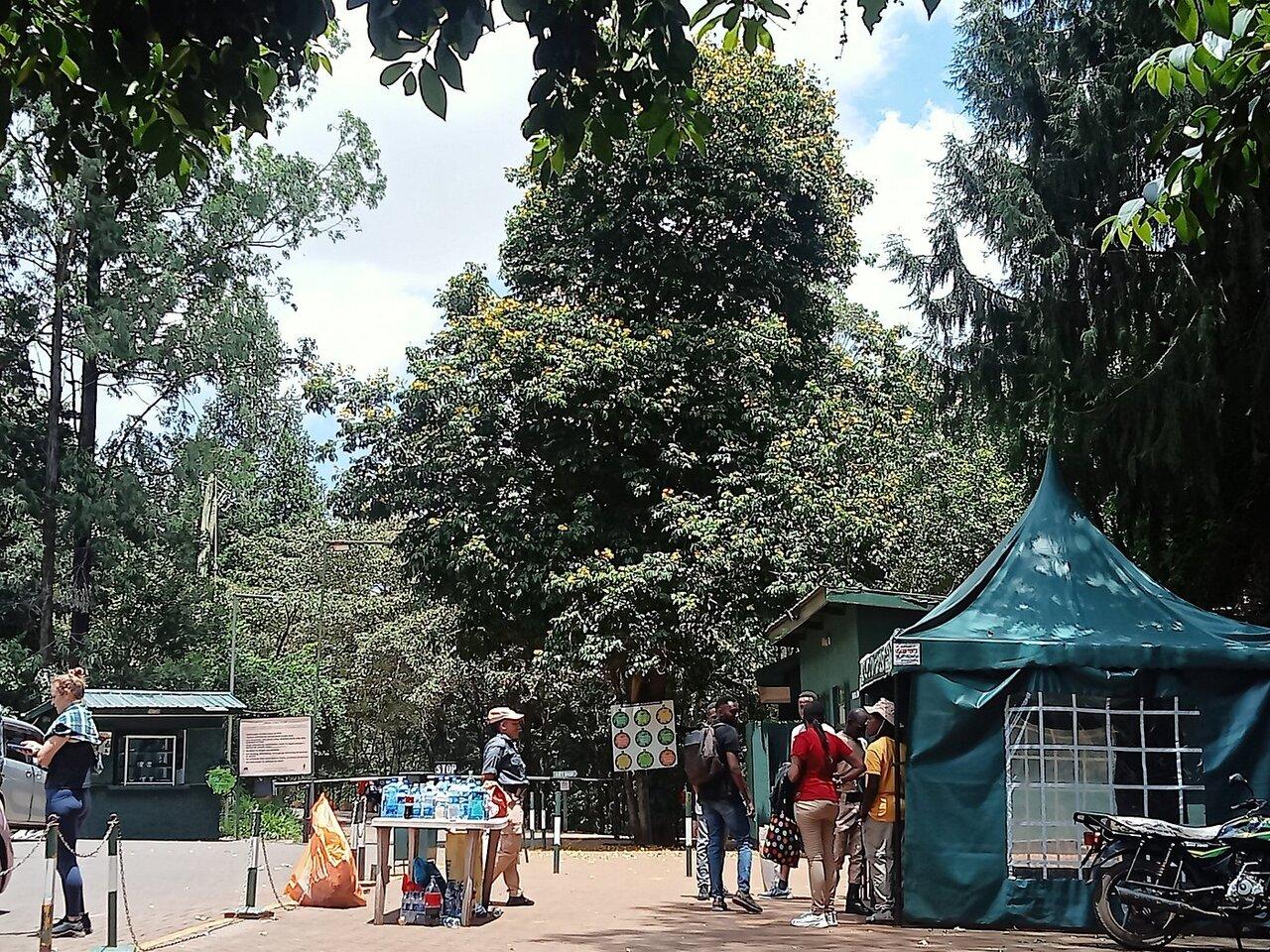 Karura Forest Nature Walk & Waterfall Tour