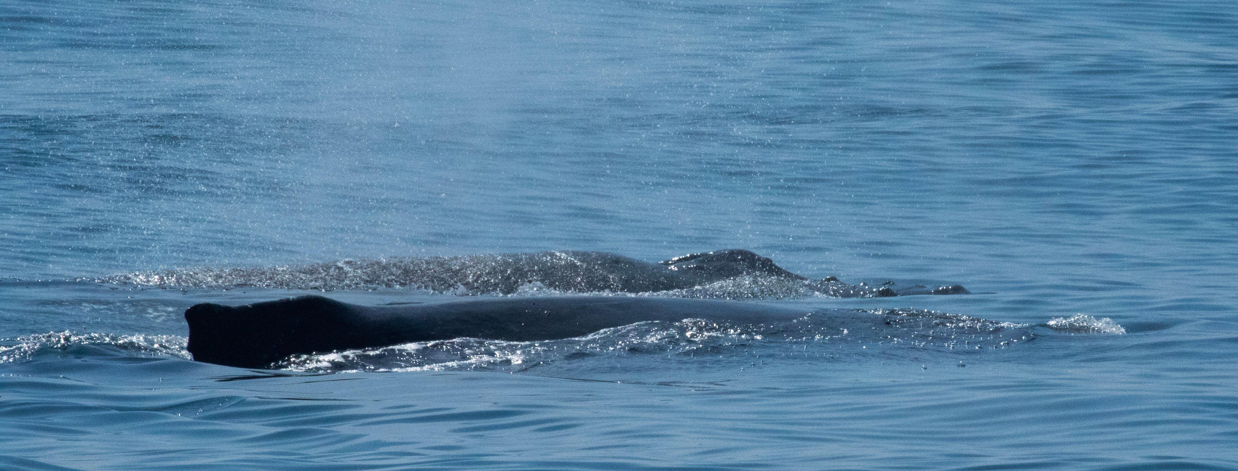 Two whales surfacing side by side