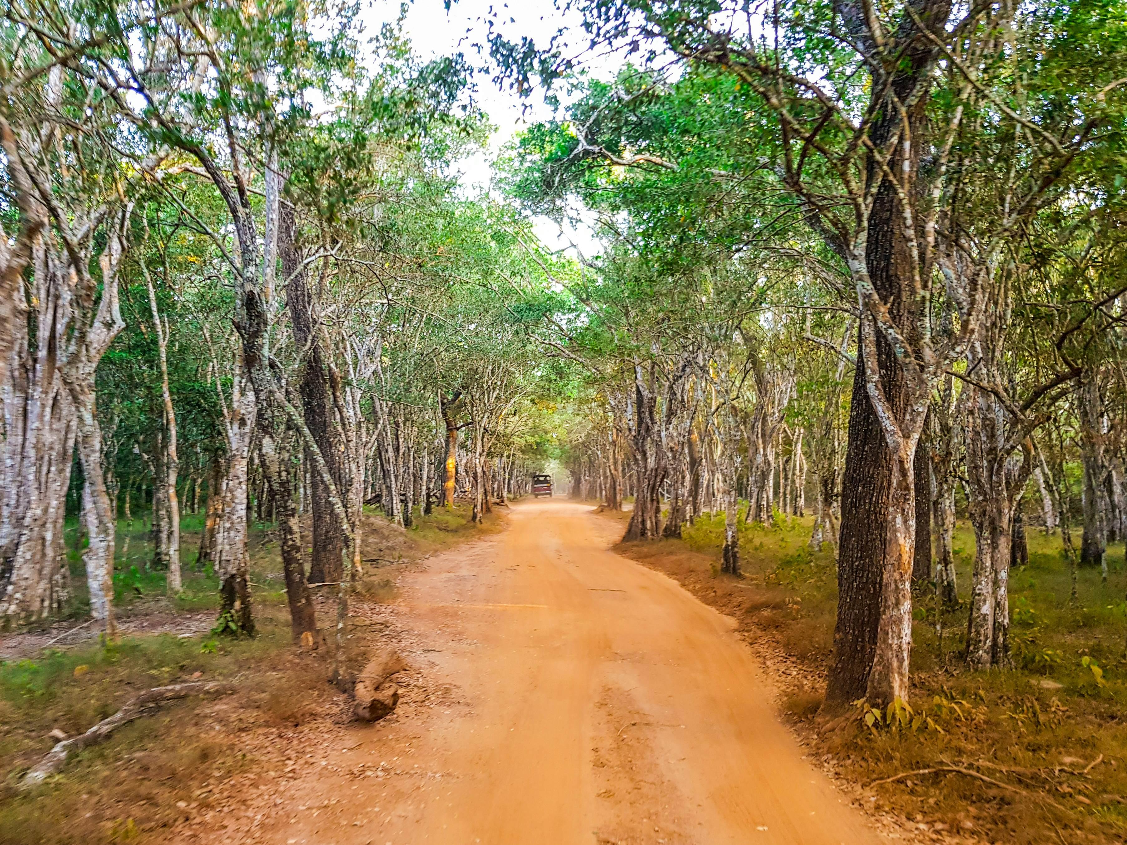 Private Wilpattu National Park Safari