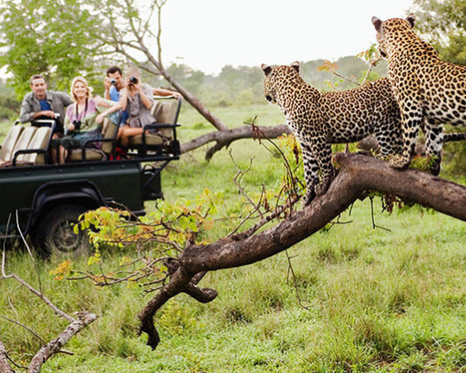 Jaipur Leopard Safari: Jhalana & Amargarh Private Day Tour
