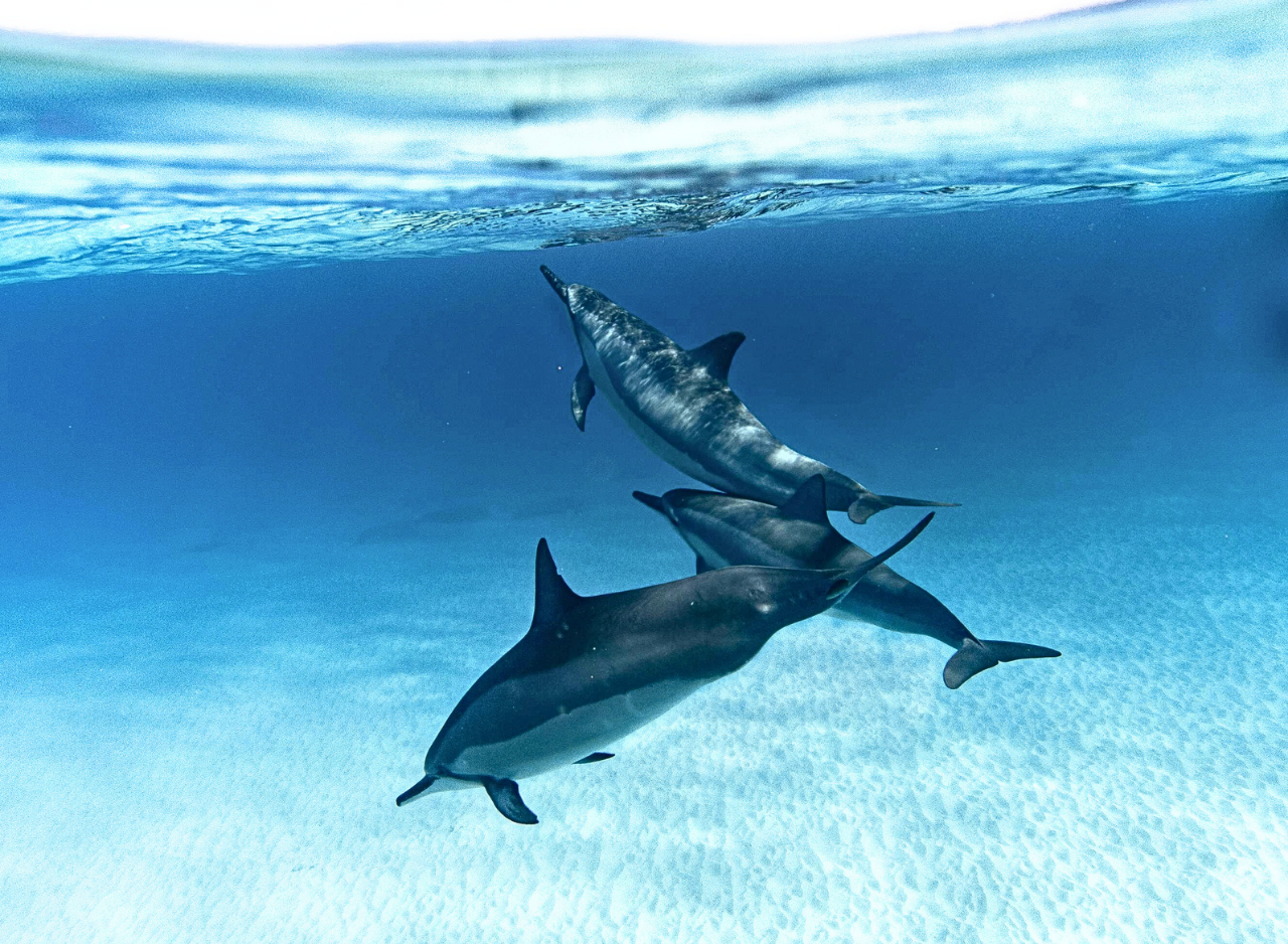 Zanzibar Dolphin Swim & Coral Reef Snorkel – Wildlife-First Half-Day Tour
