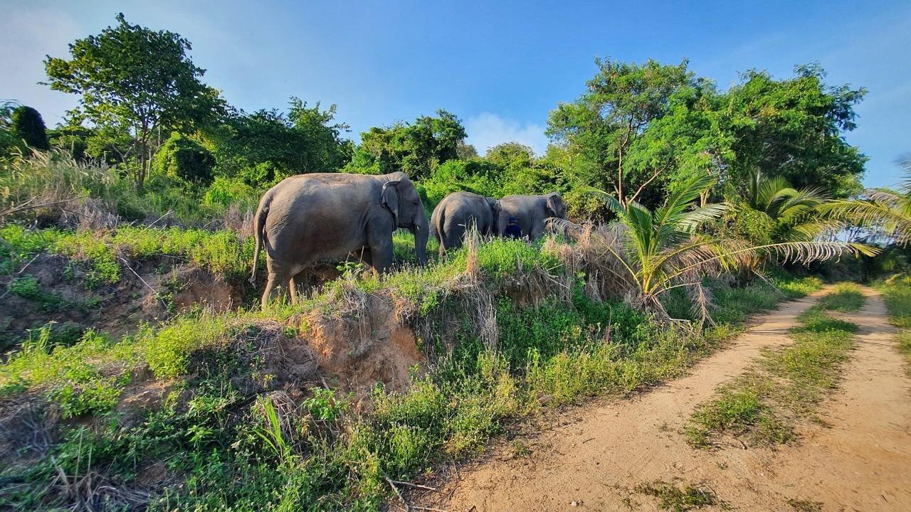Laem Chabang Port: Sanctuary of Truth & Ethical Elephant Sanctuary Day Tour
