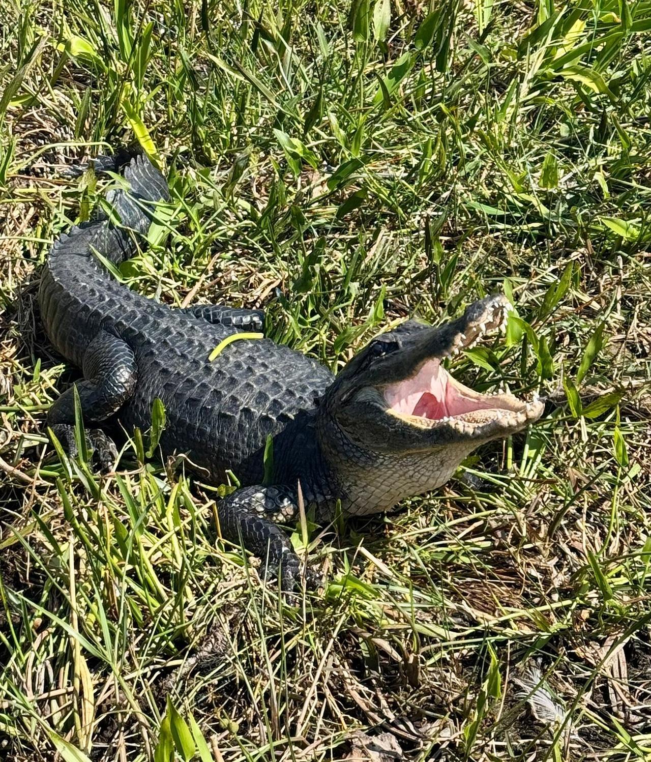 Everglades: Semi-Private or Private Airboat Tour