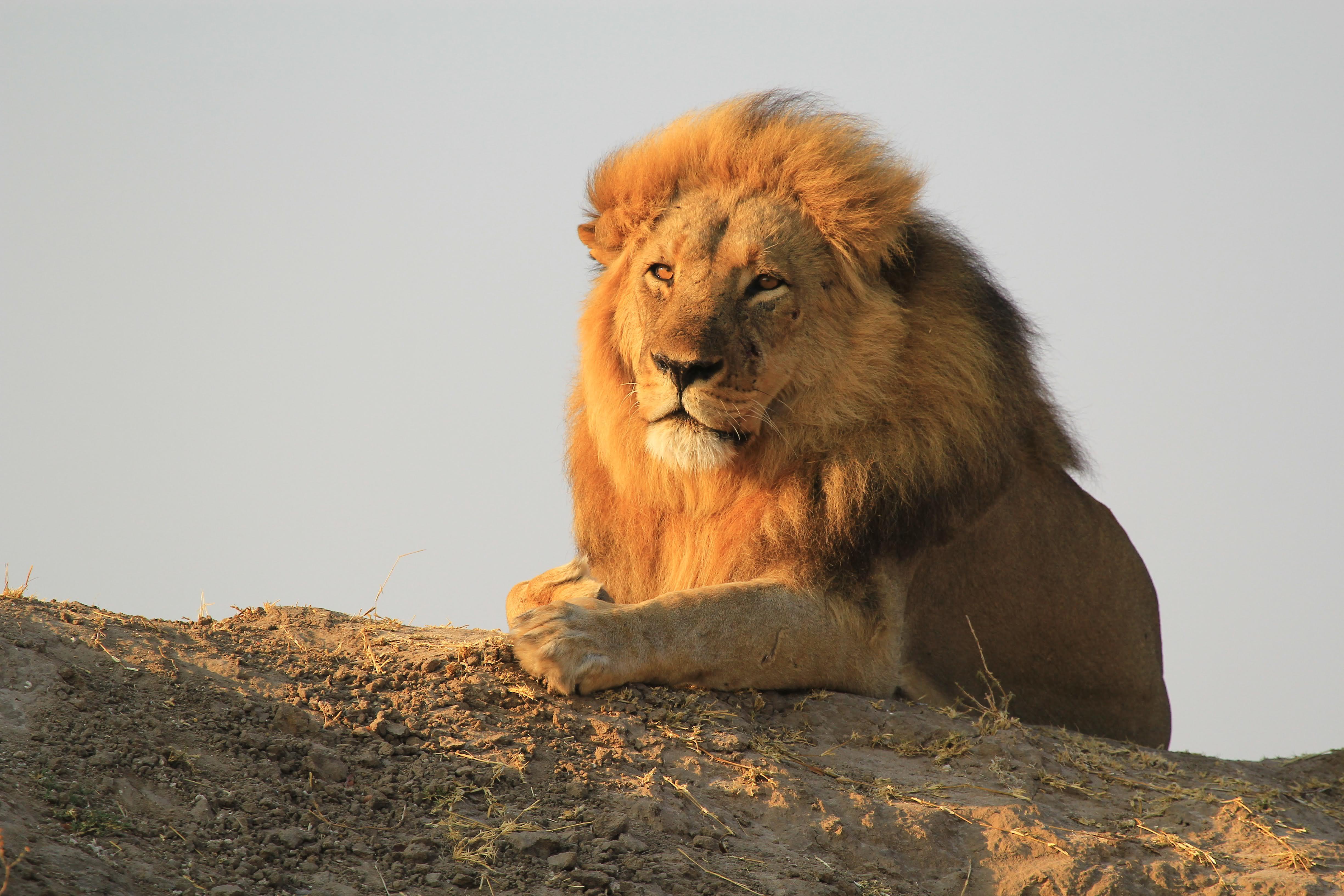 Chobe National Park Day Safari from Victoria Falls