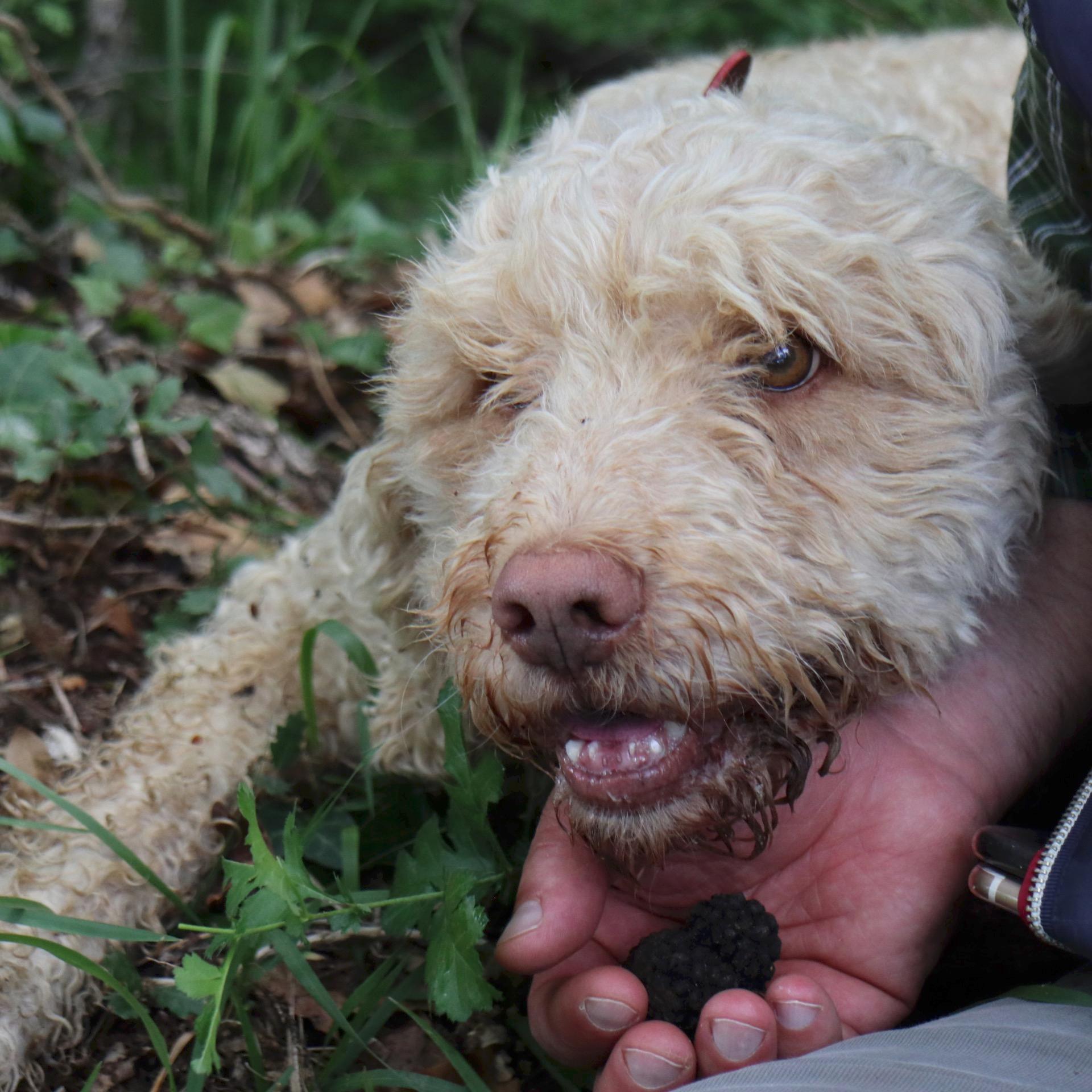 Near Siena : Truffle Hunting in the Tuscan Woods - 2026 (Verified Reviews)