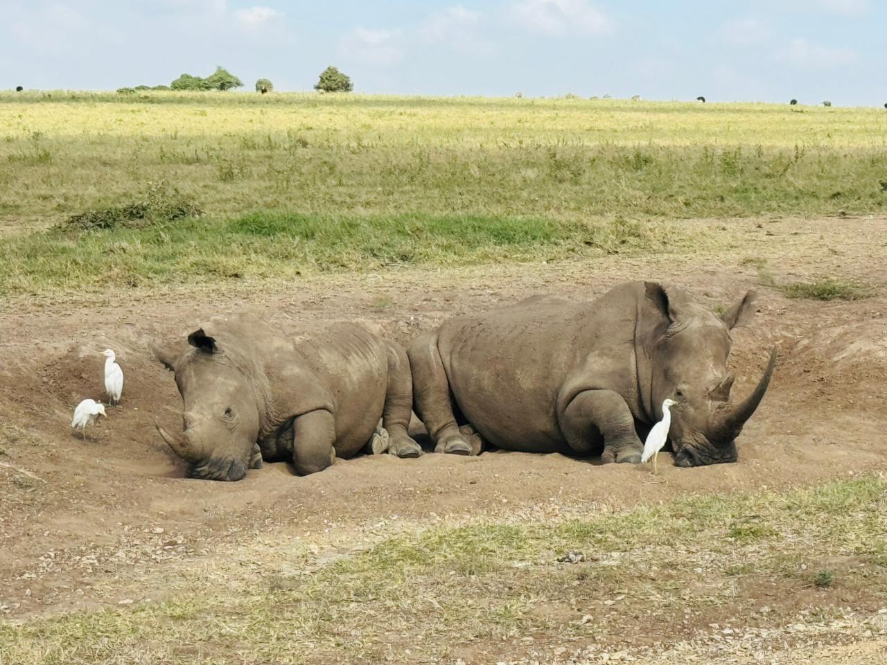 Nairobi National Park 5-Hour 4x4 Wildlife Safari