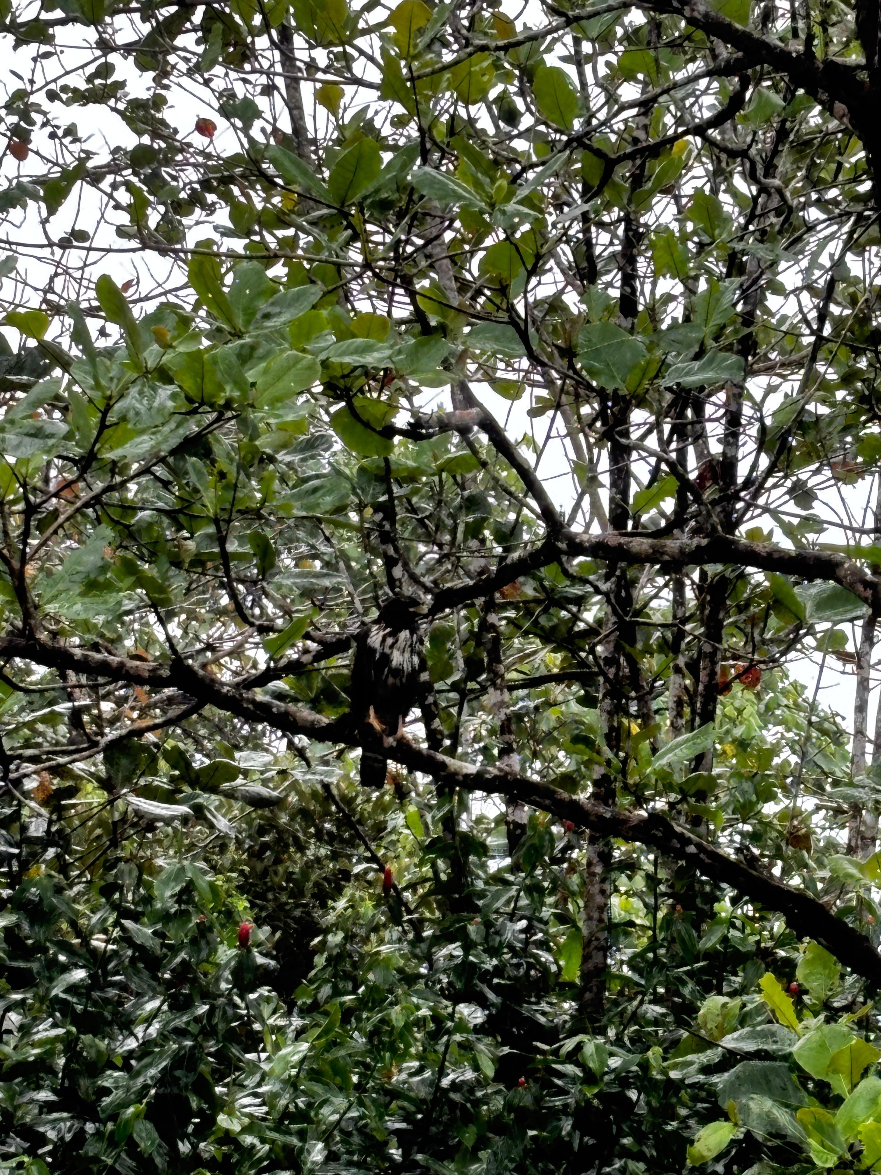 Tortuguero 2-Day Eco Adventure: Canoe, Jaguar Trail, Night Walk & Turtle Nesting