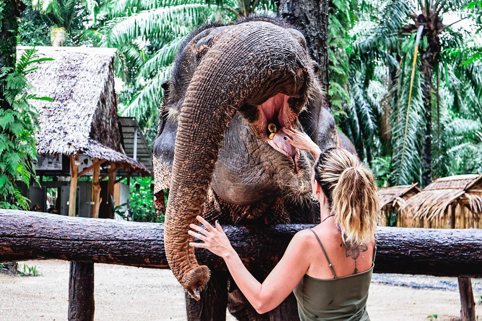 Krabi Elephant Shelter: Bathing & Feeding Experience