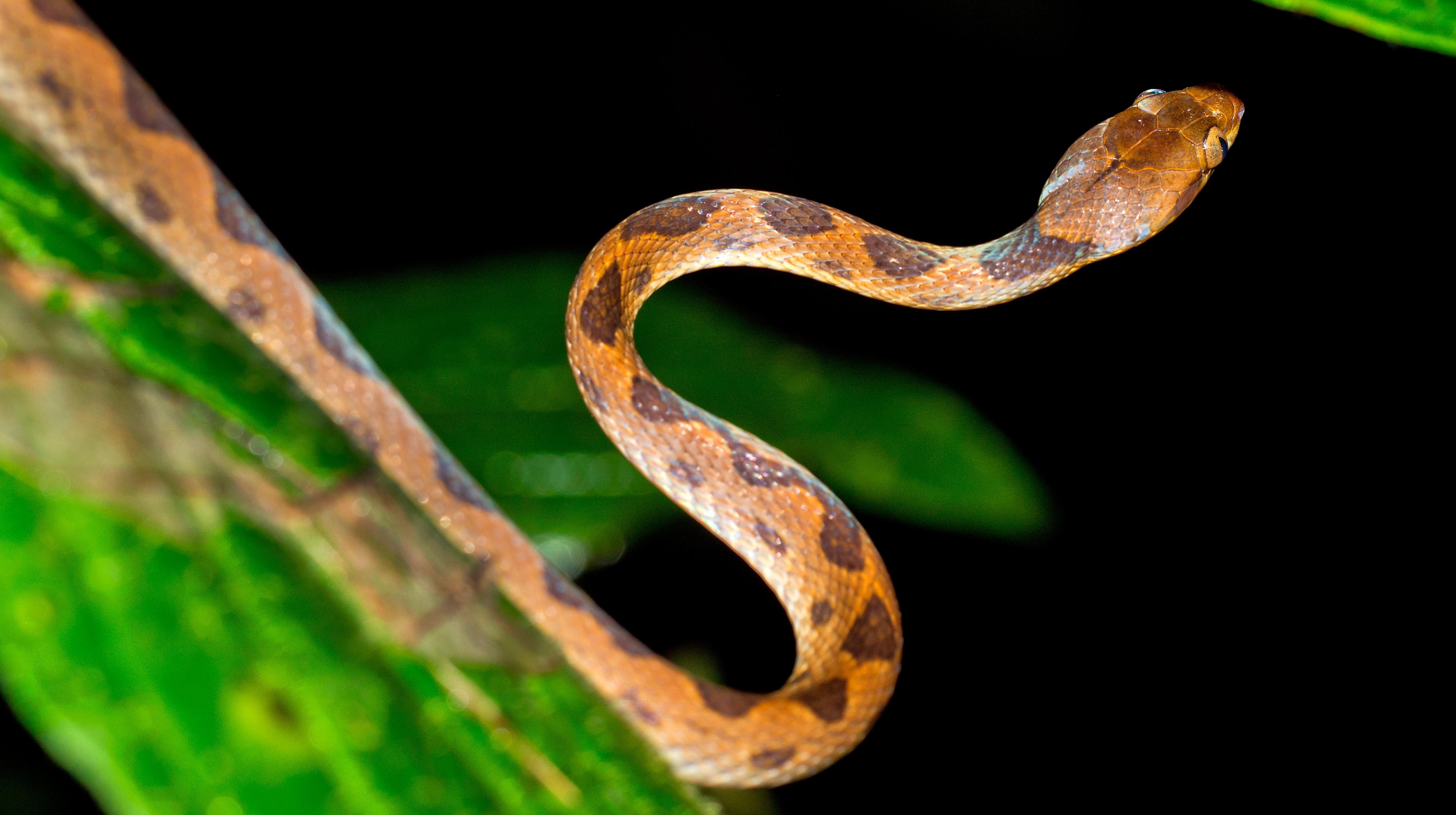 Manuel Antonio Night Wildlife Walk with Expert Naturalist