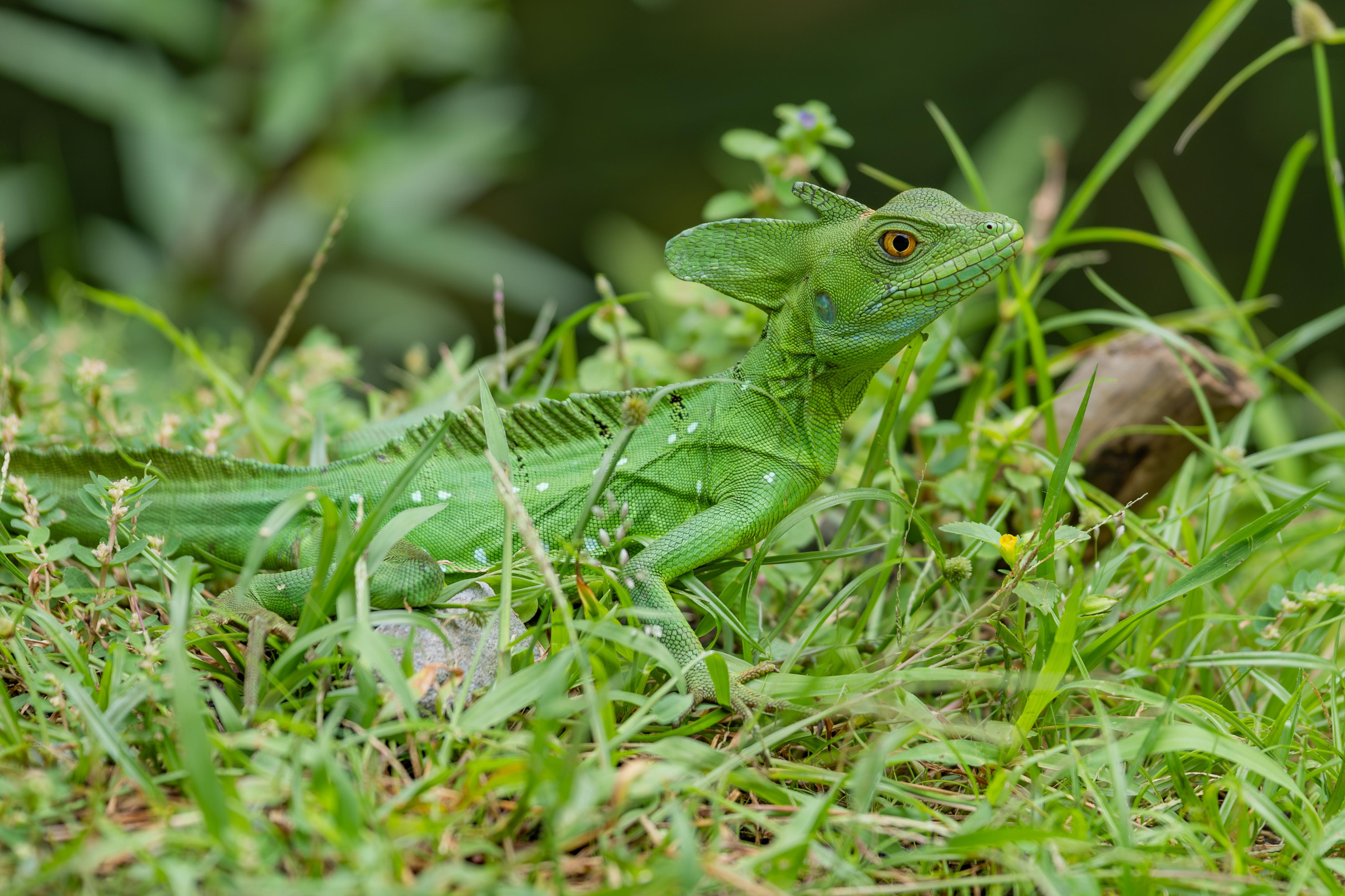 La Fortuna Bogarin Trail: Expert-Led Sloth & Wildlife Walk