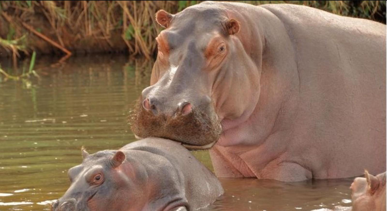 St Lucia Estuary Hippo & Croc Boat Safari from Durban