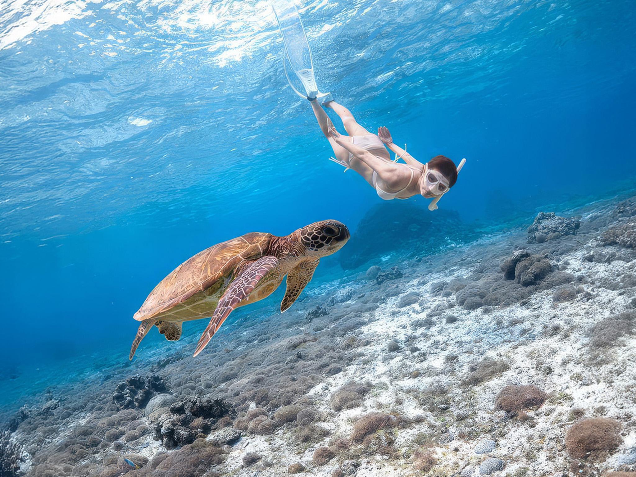 Sea Turtle Snorkeling Adventure in Mirissa