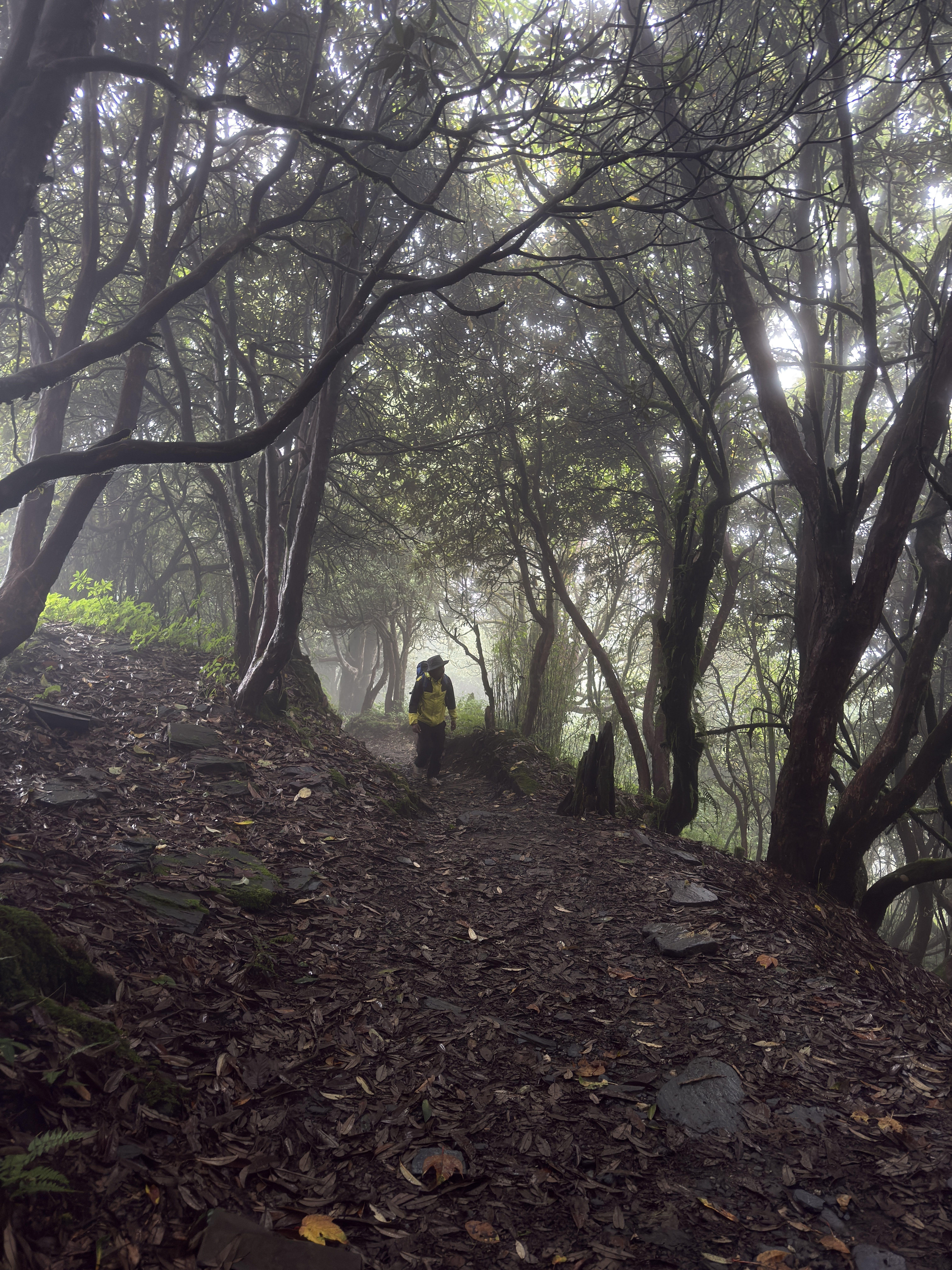 Pokhara Forest Hike: Shanti Stupa & Fewa Lake Boat Crossing