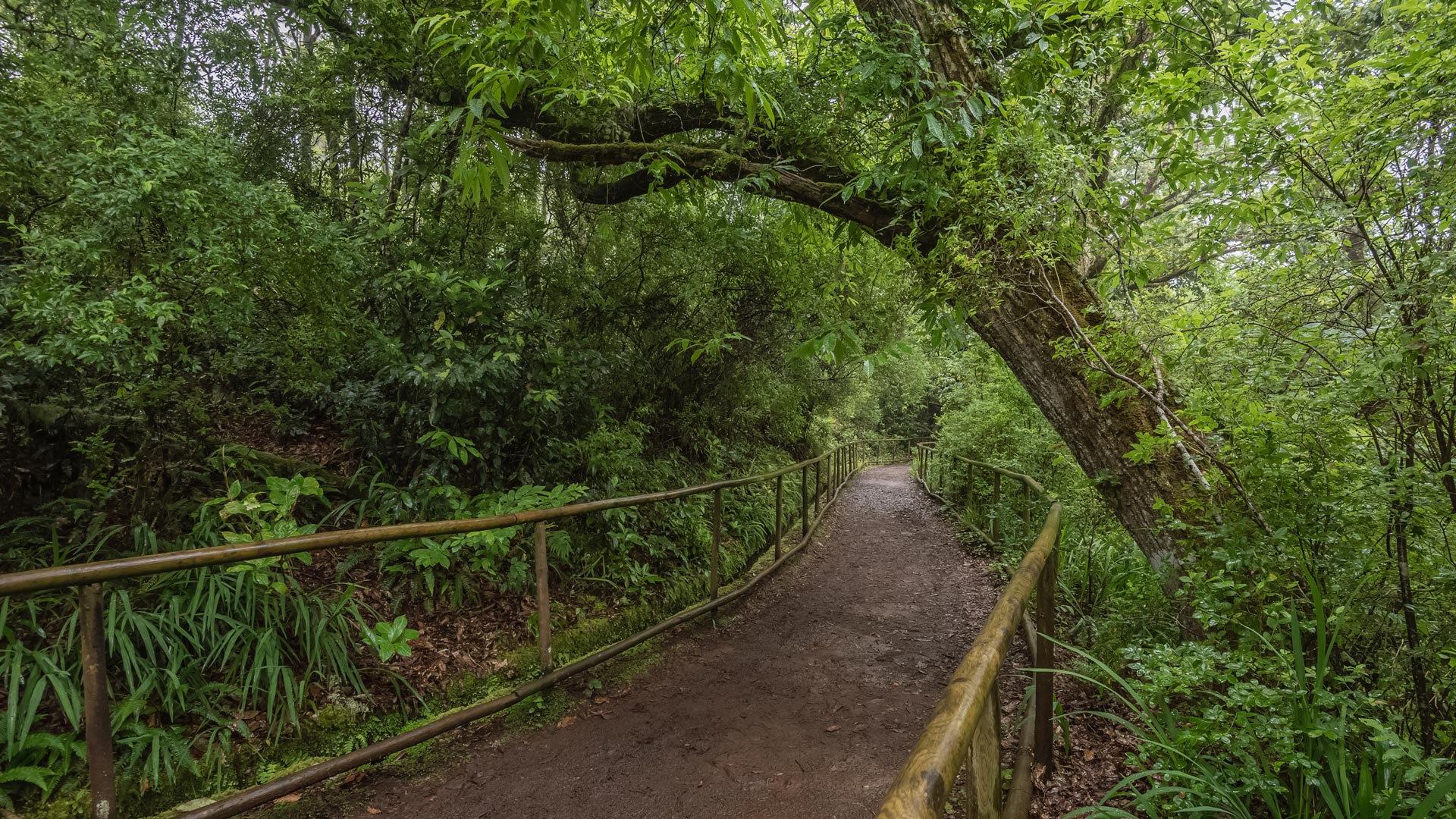 Caldeirão Verde: Levada Caldeirao Verde Hiking Transfer - 2026 (Verified Reviews)