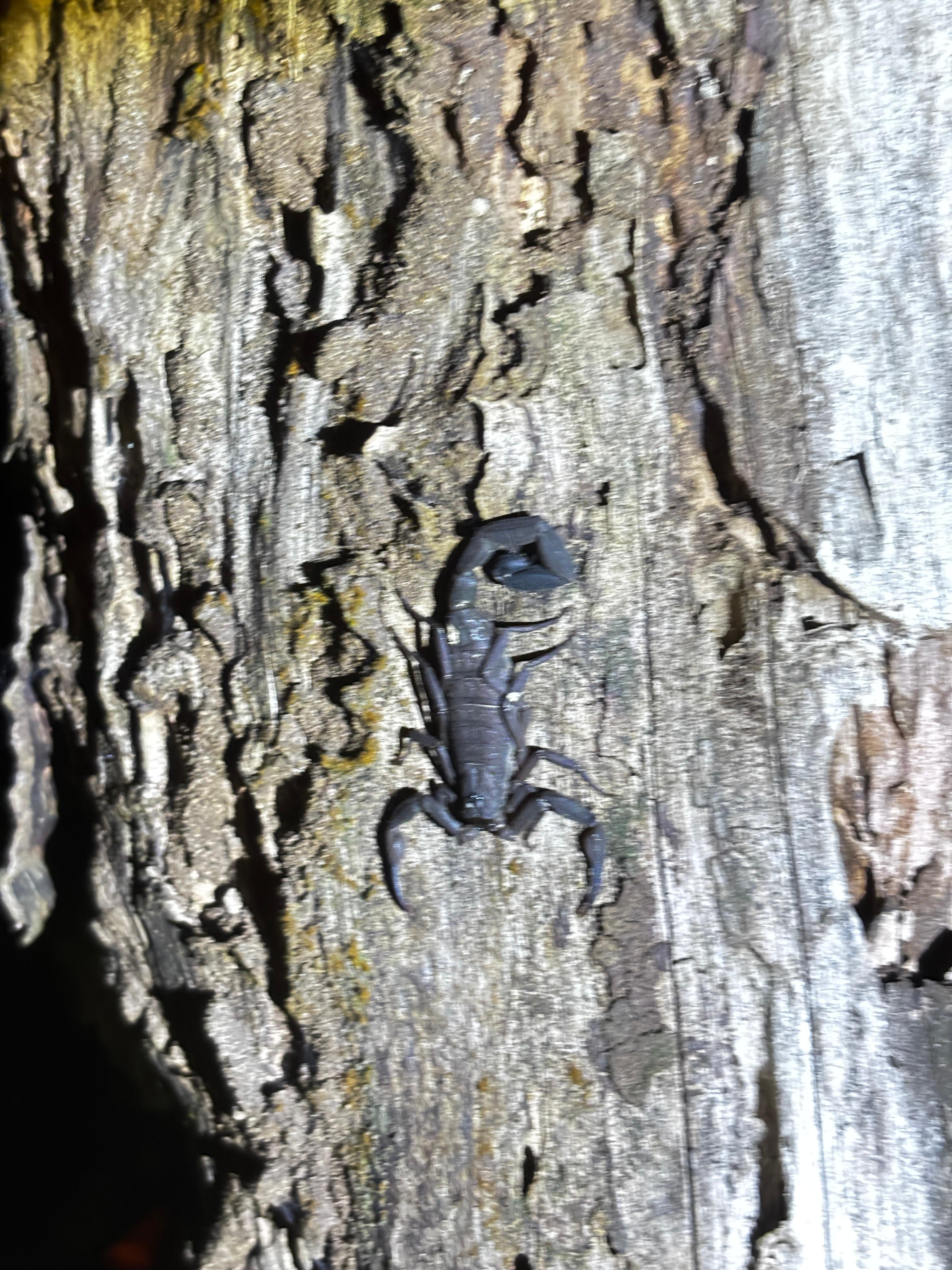 Tortuguero 2-Day Eco Adventure: Canoe, Jaguar Trail, Night Walk & Turtle Nesting