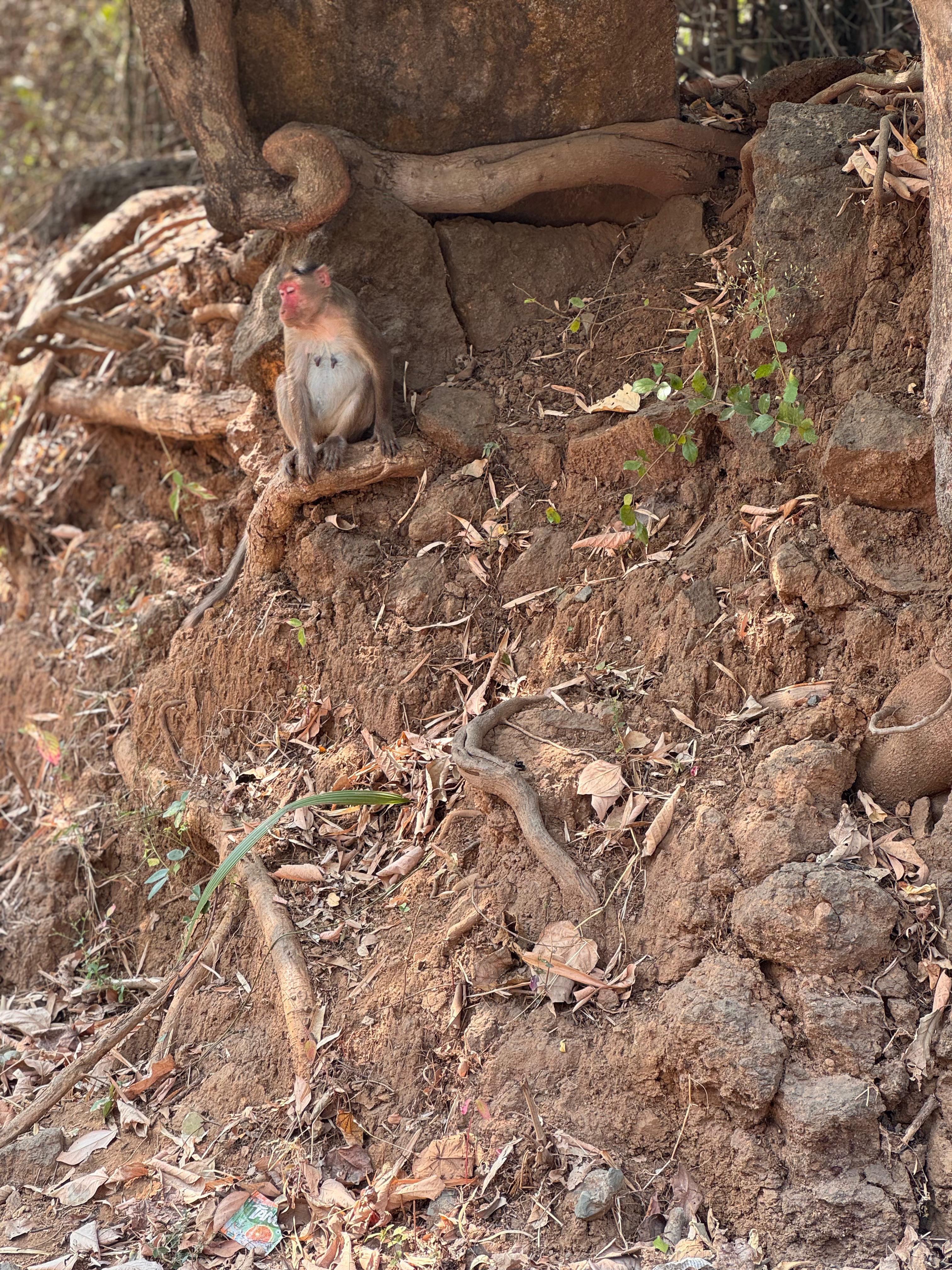 Mumbai Nature & Heritage: Kanheri Caves, Safari & Jain Temple
