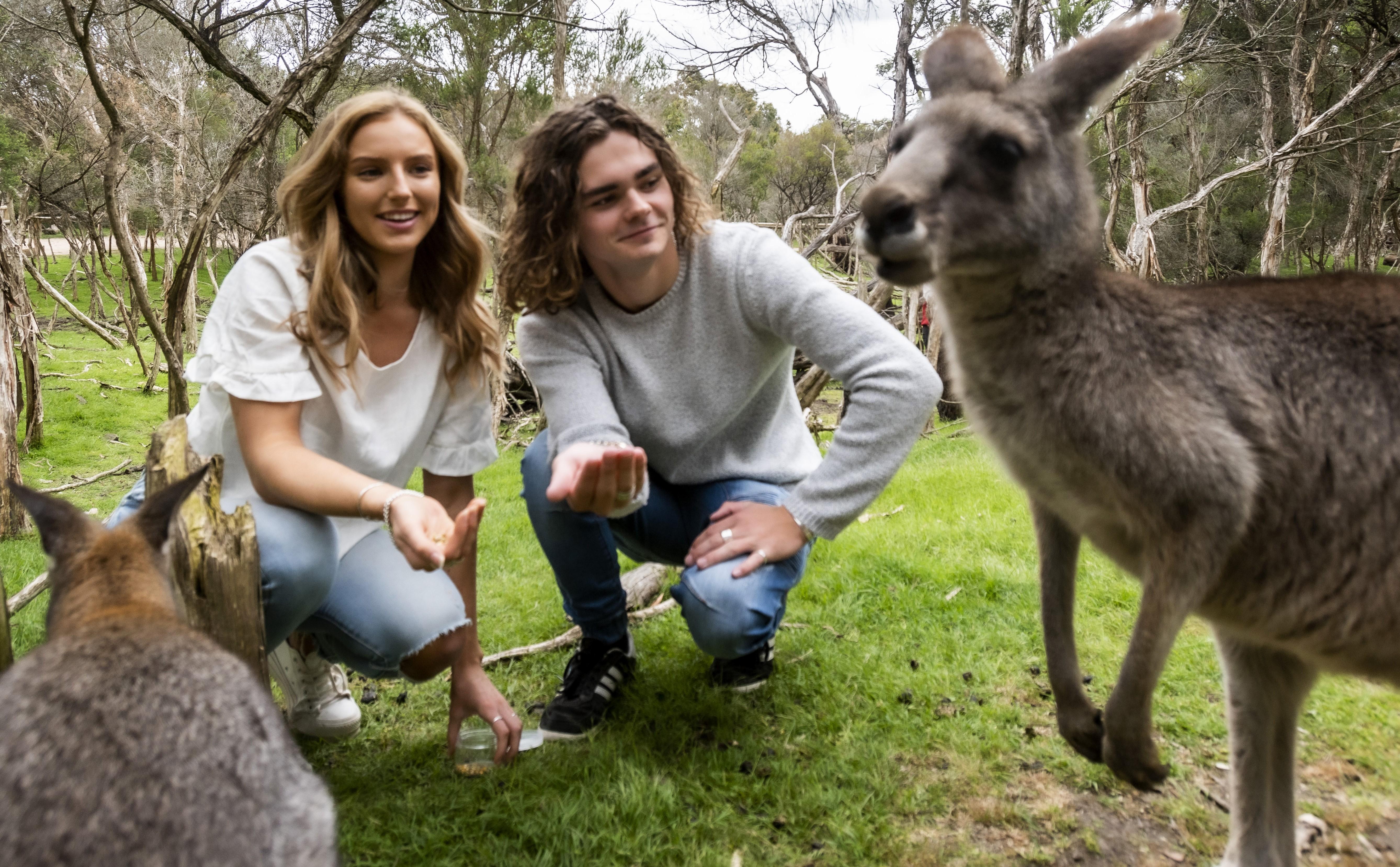 Phillip Island Wildlife & Penguin Parade Day Tour