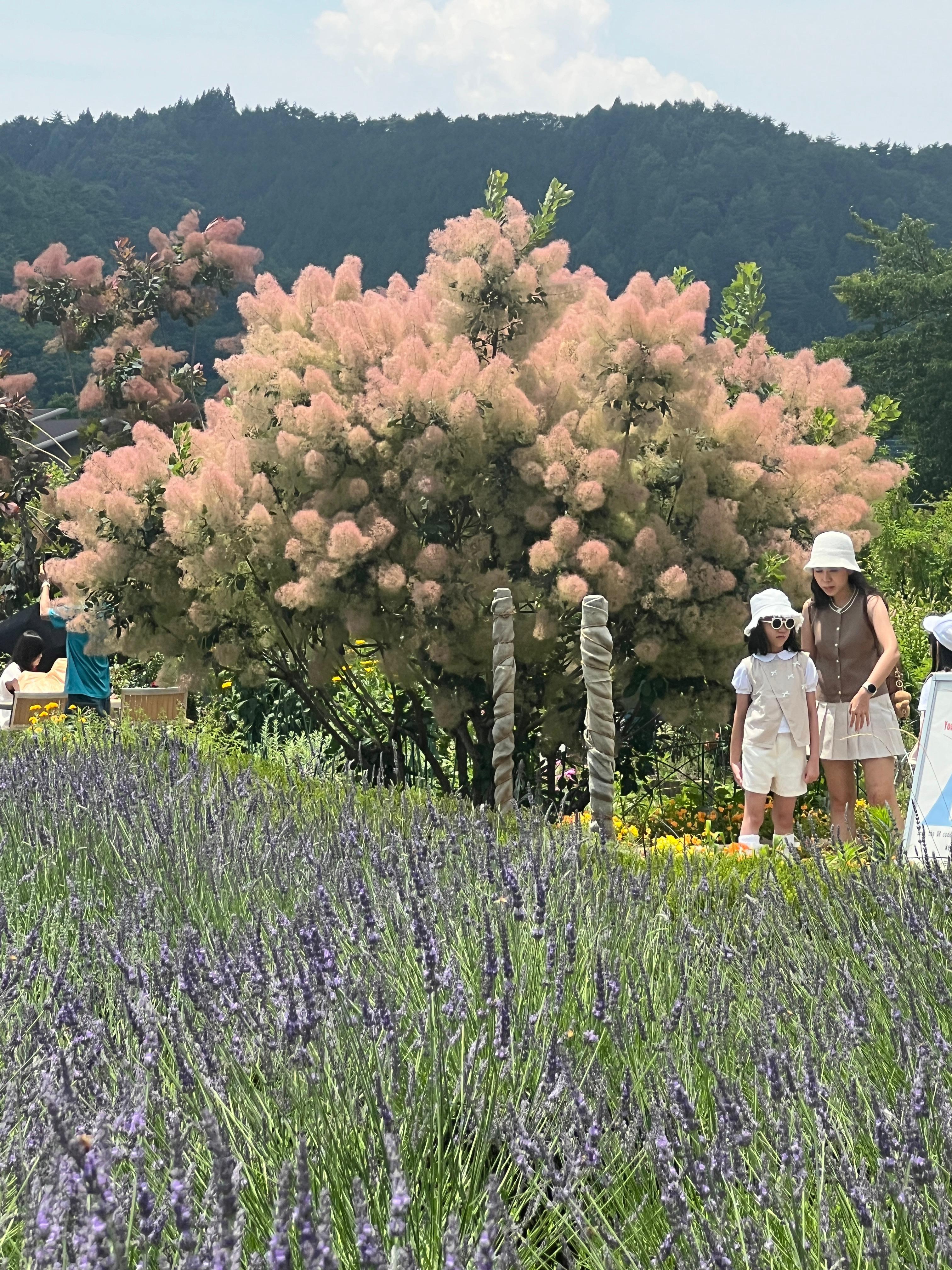 Tokyo to Mt. Fuji & Hakone: Private Full-Day Tour with English Driver