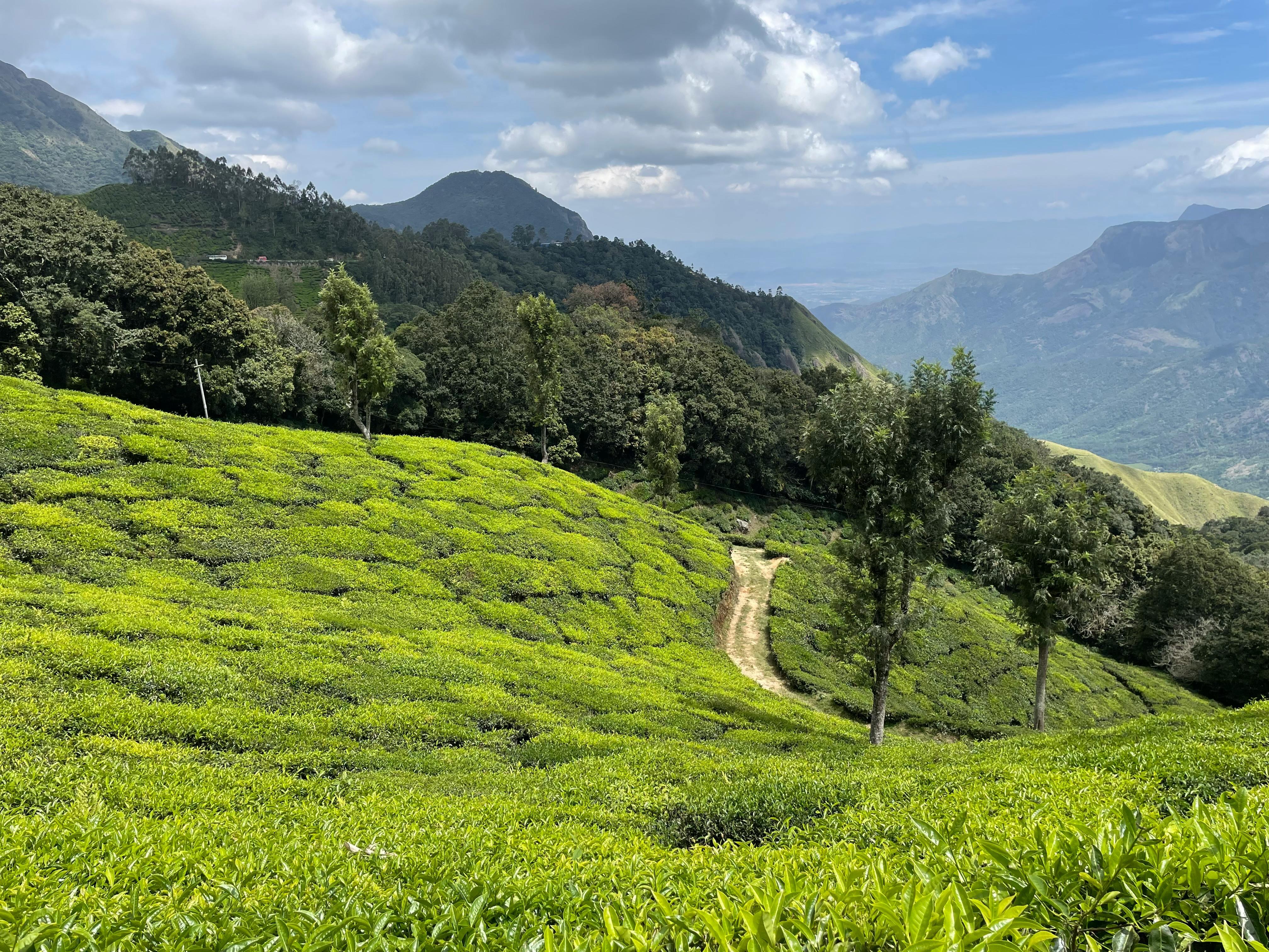 5-Day Kerala Escape: Munnar Hills, Thekkady Wildlife & Alleppey Houseboat