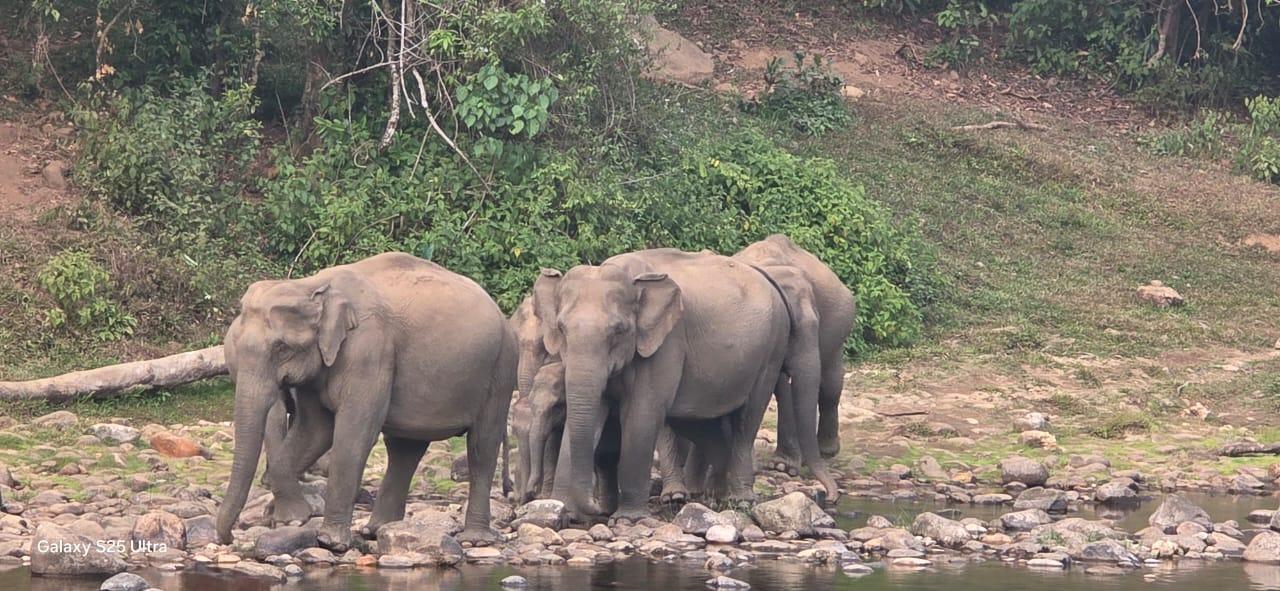 Munnar: Wild Elephant Jeep Safari in Anakulam