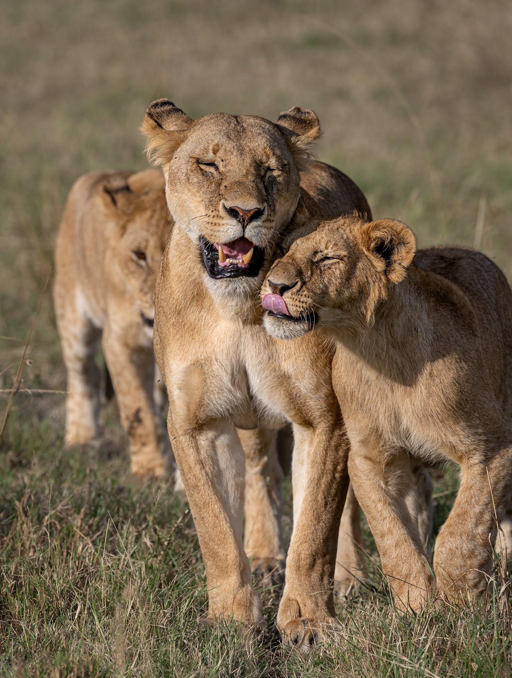 Maasai Mara Express: 1-Day Safari from Nairobi