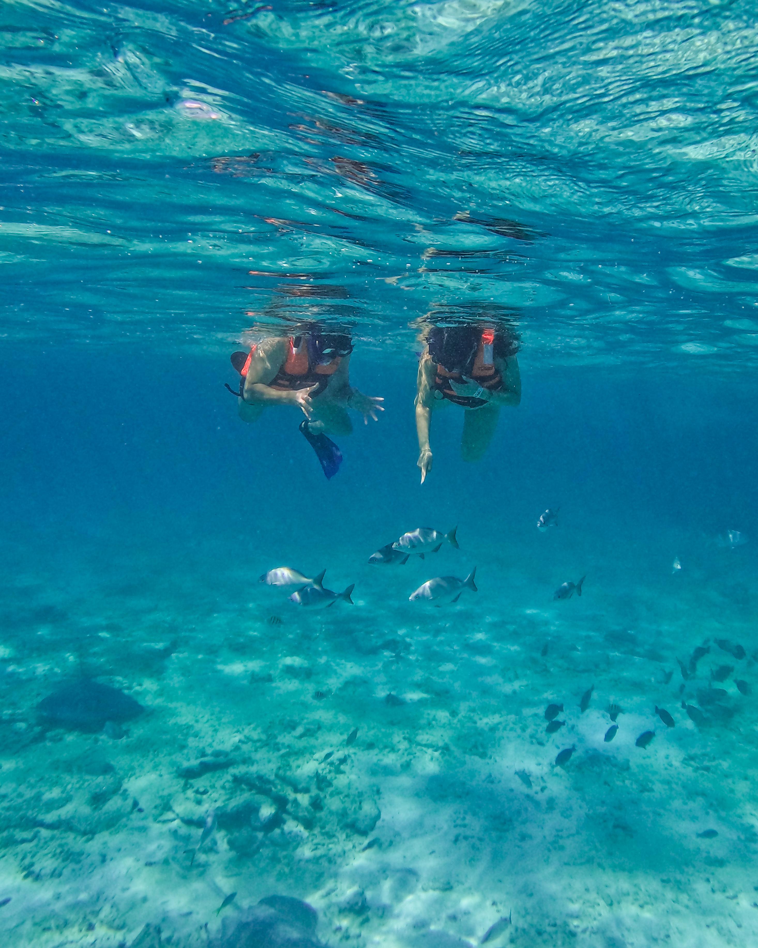 Tulum Reef Snorkeling: Two Sites in Two Hours