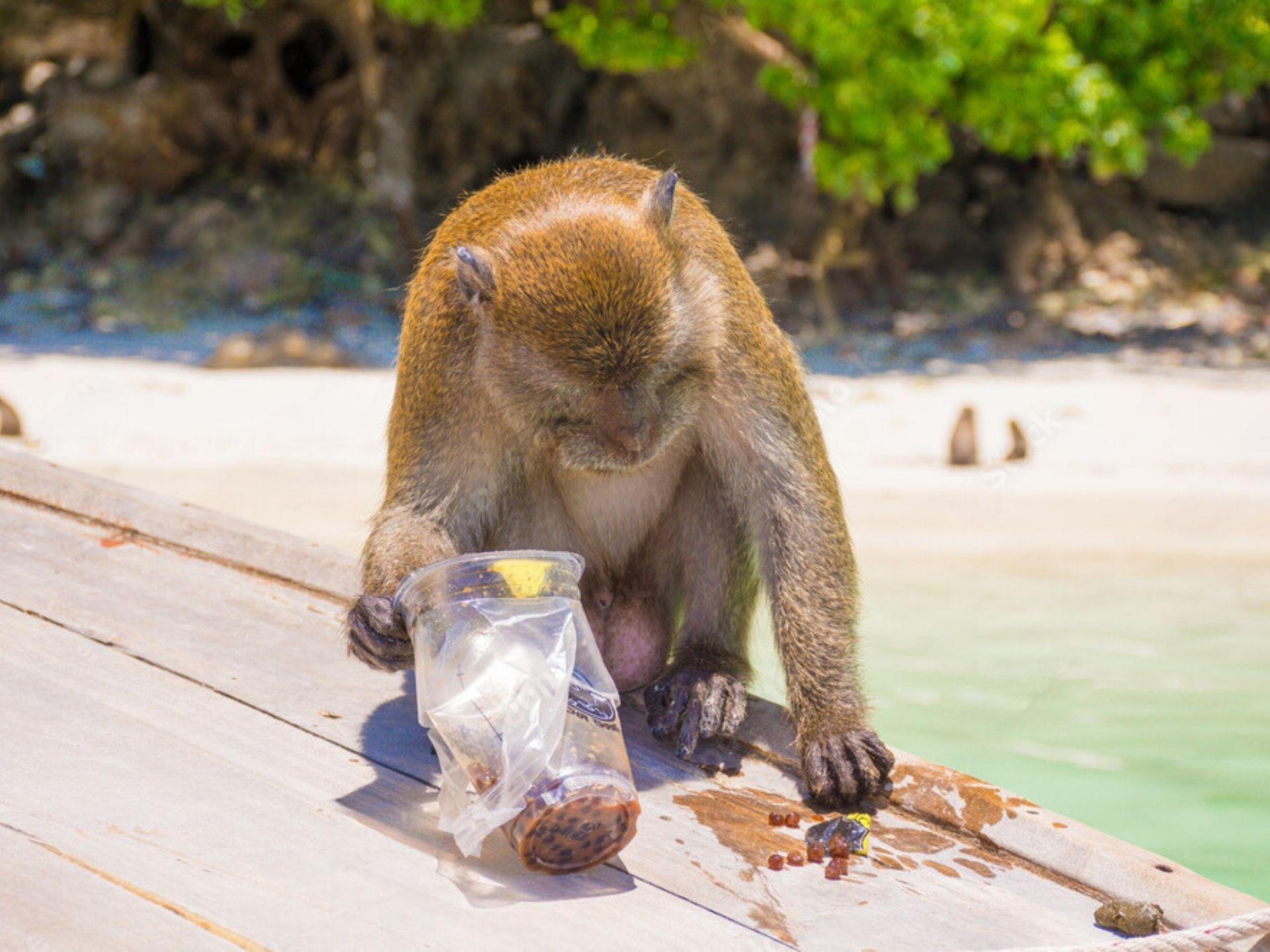 Phang Nga Bay Sea Canoe & James Bond Island Full-Day Tour