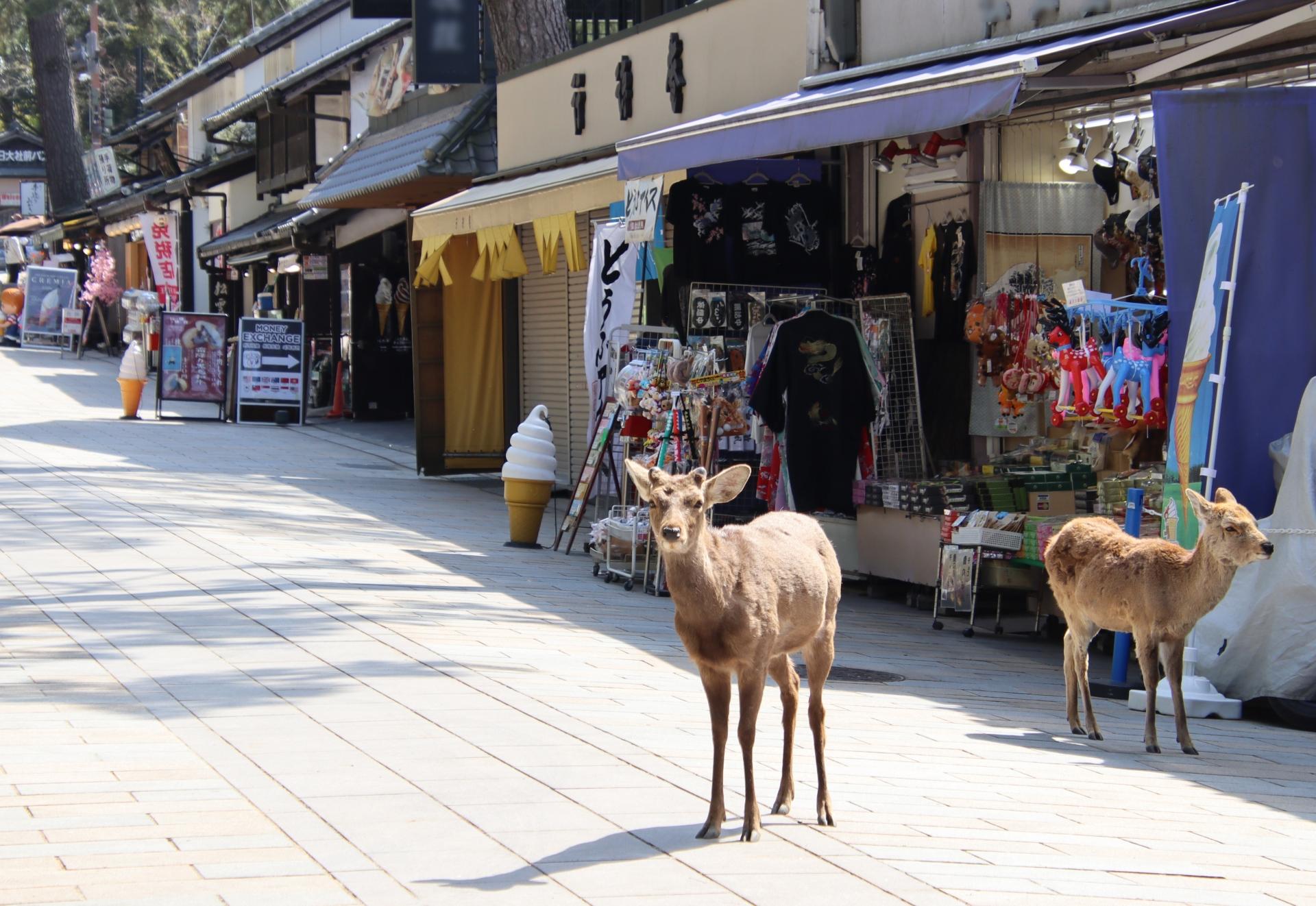 Arashiyama, Nara & Fushimi Inari Day Trip from Osaka or Kyoto