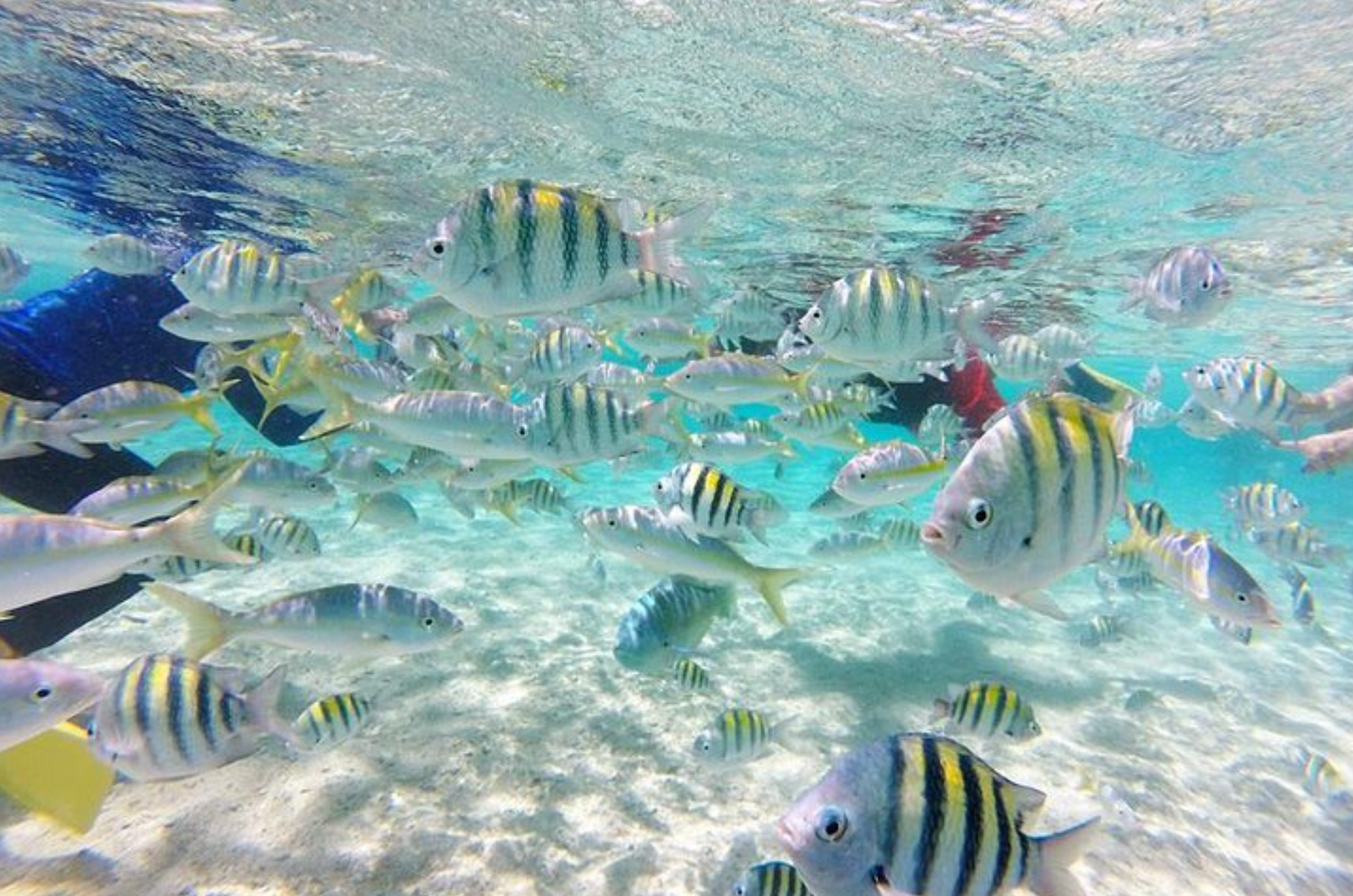 Cayo Arena Paradise Island & Mangrove Adventure