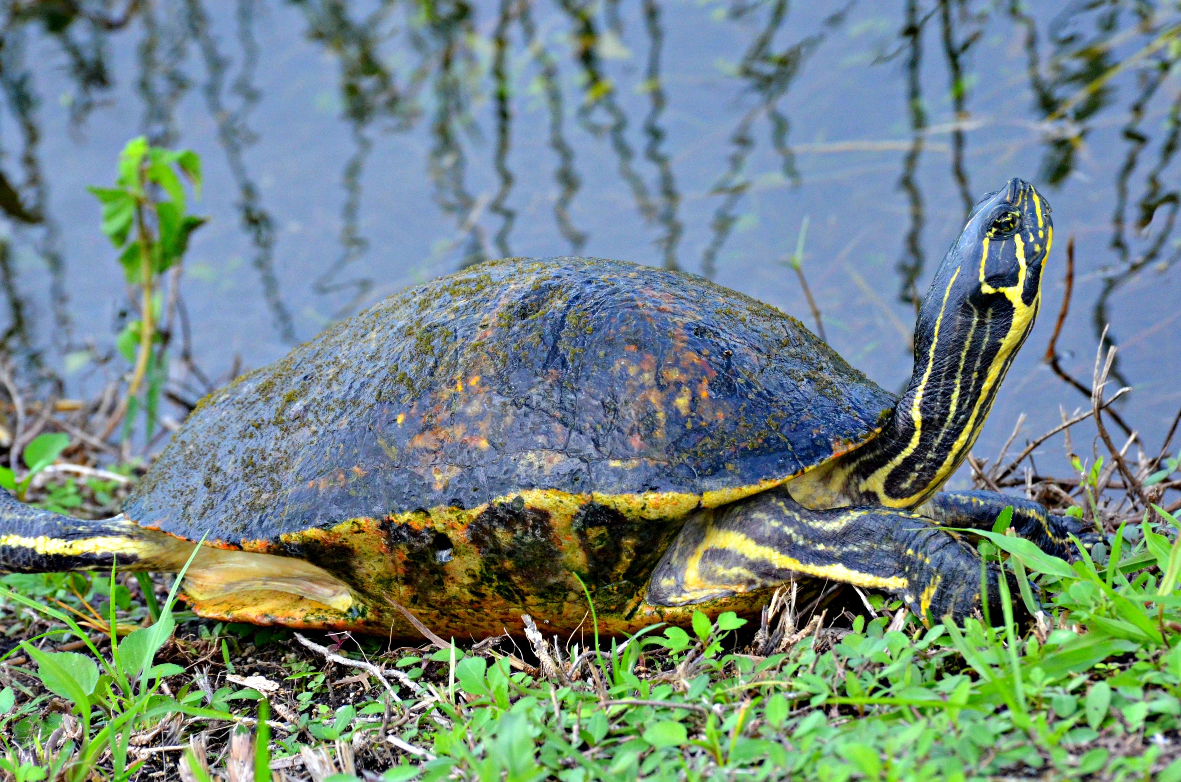 Everglades airboat tour from Miami — image 15