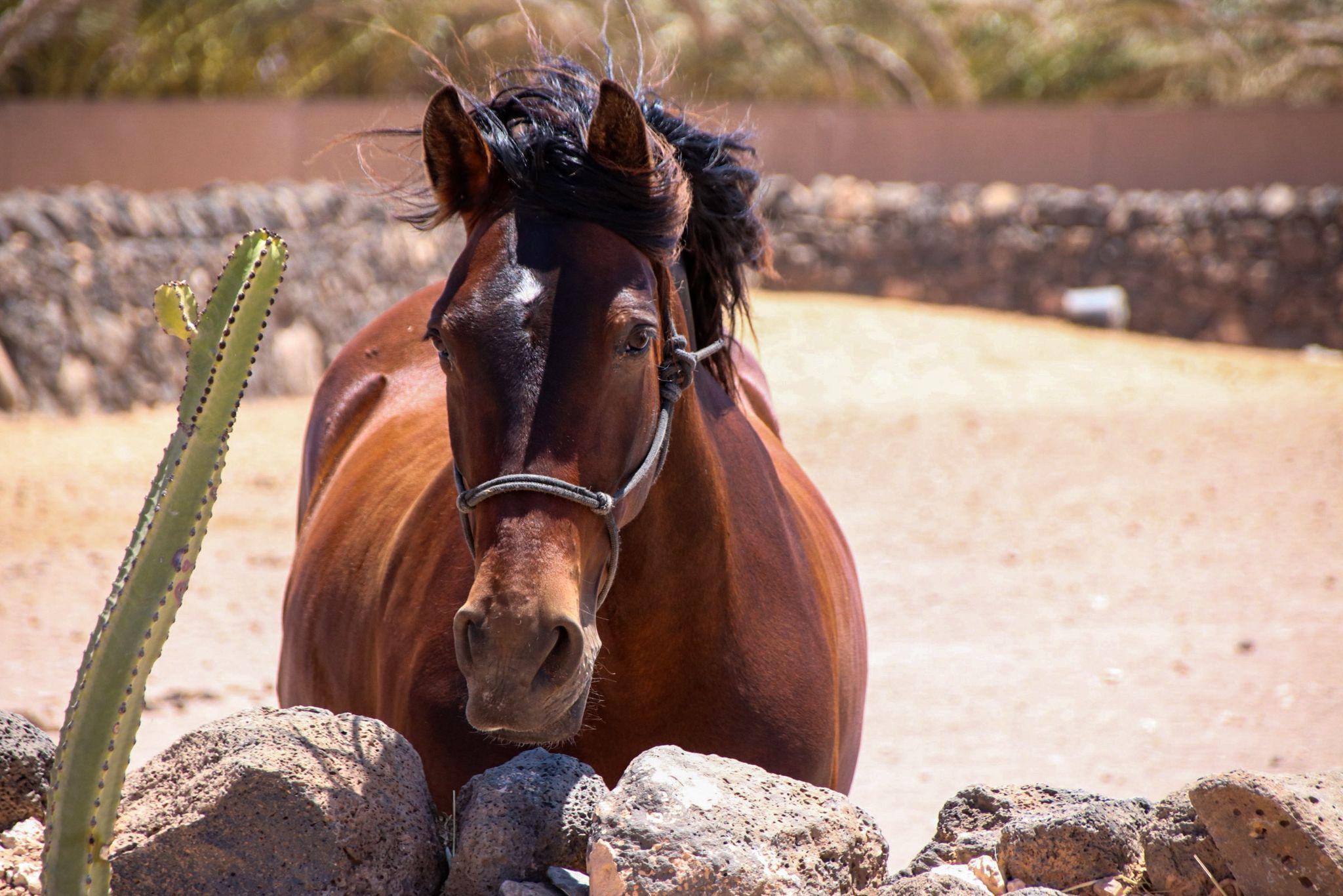 Fuerteventura VIP Cliffside Horseback Ride – El Cotillo