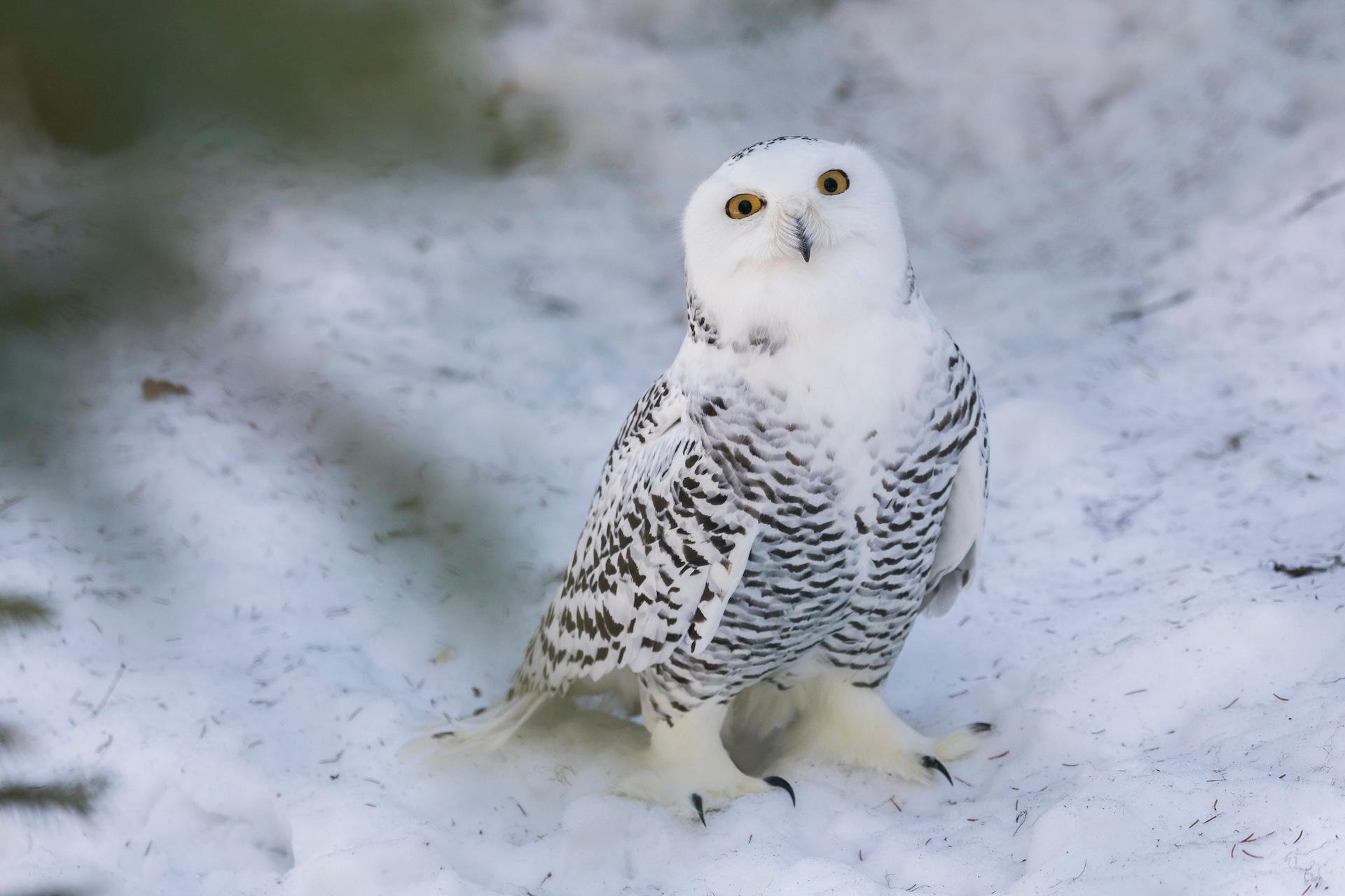 Private Lapland Day Tour: Santa's Village, Reindeer & Arctic Wildlife
