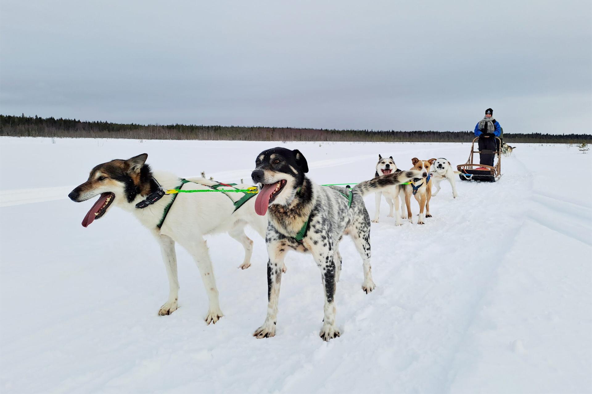 Husky Sledding Adventure with Kennel Visit
