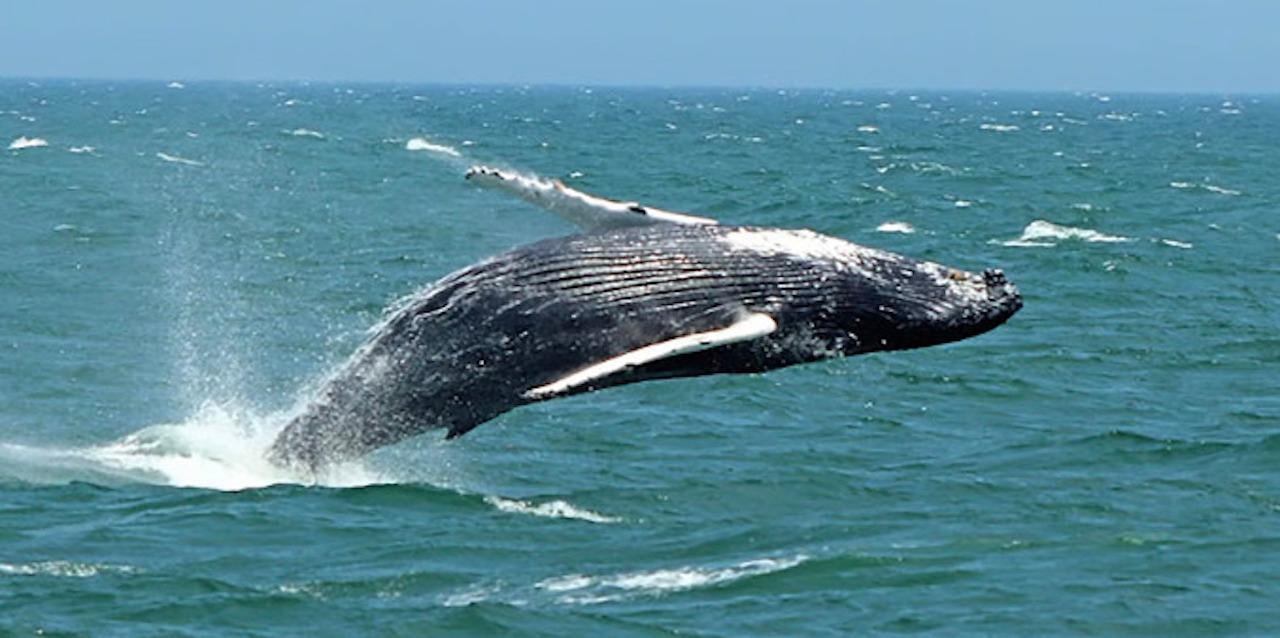Cape May Whale & Dolphin Watching Cruise