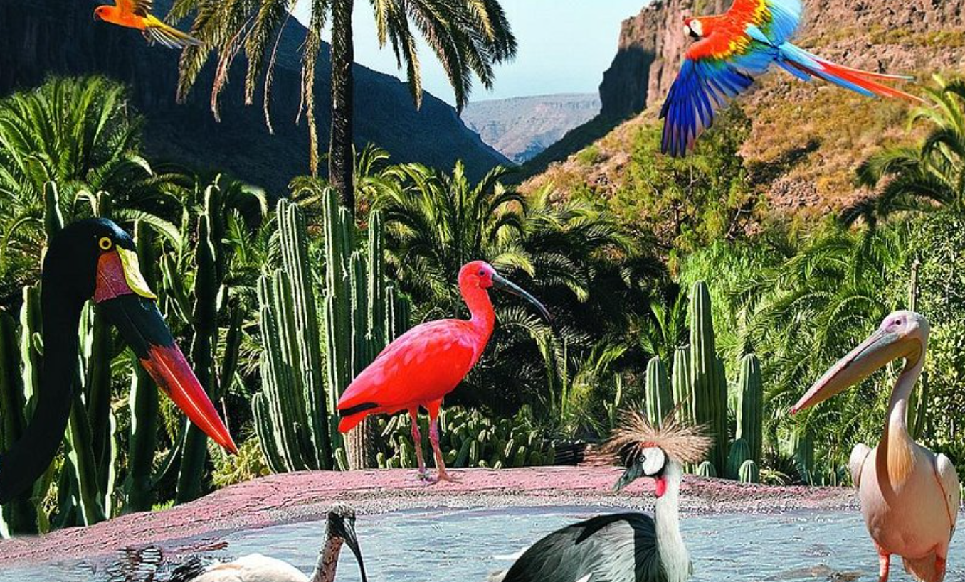 Gran Canaria: Palmitos Park & Camel Park Fataga Day Trip