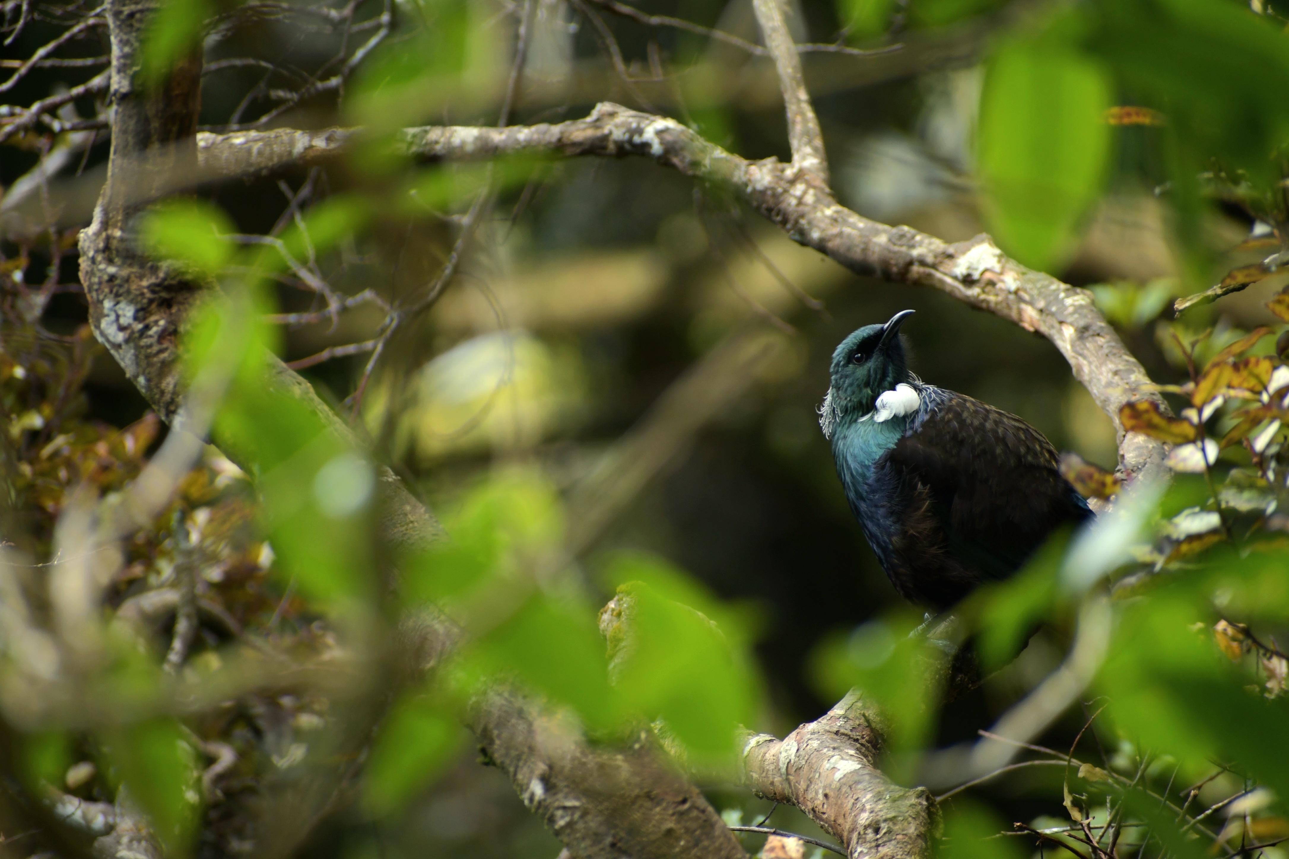 Dunedin: Wildlife and Penguin Tour