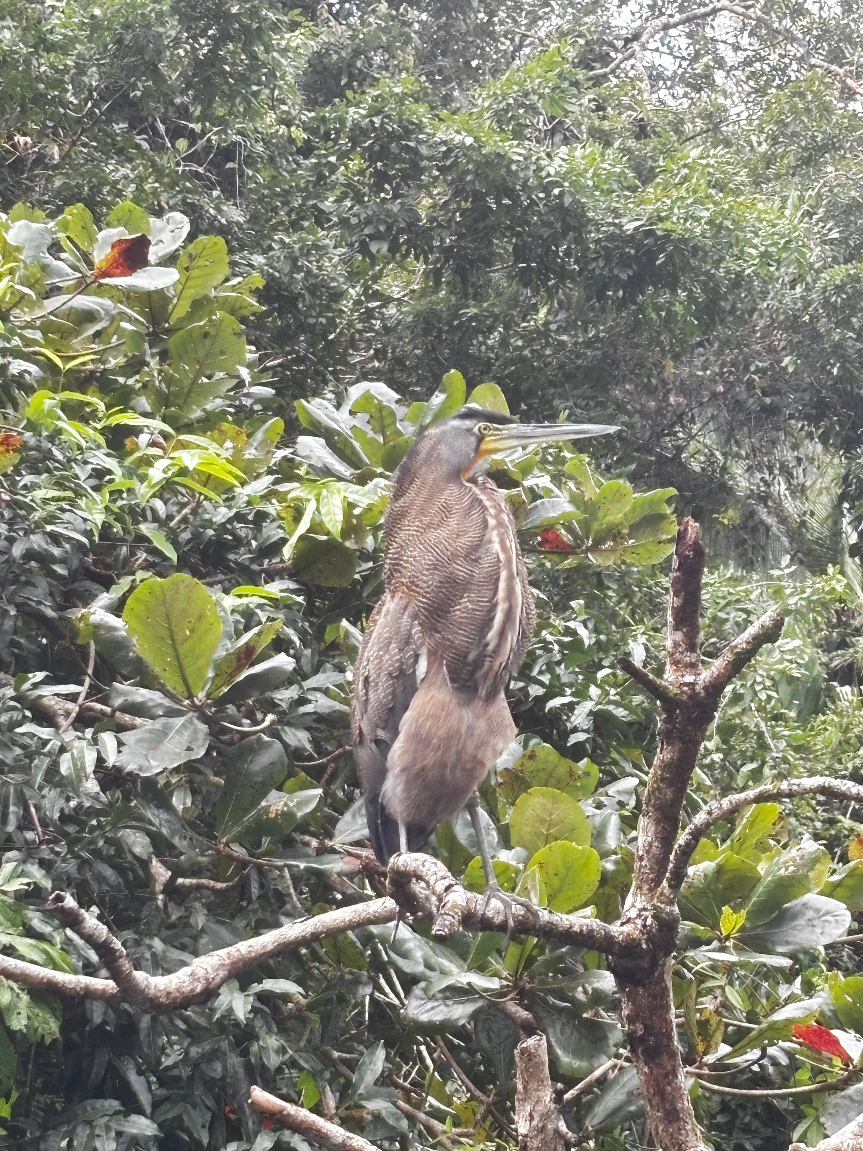 Tortuguero 2-Day Eco Adventure: Canoe, Jaguar Trail, Night Walk & Turtle Nesting