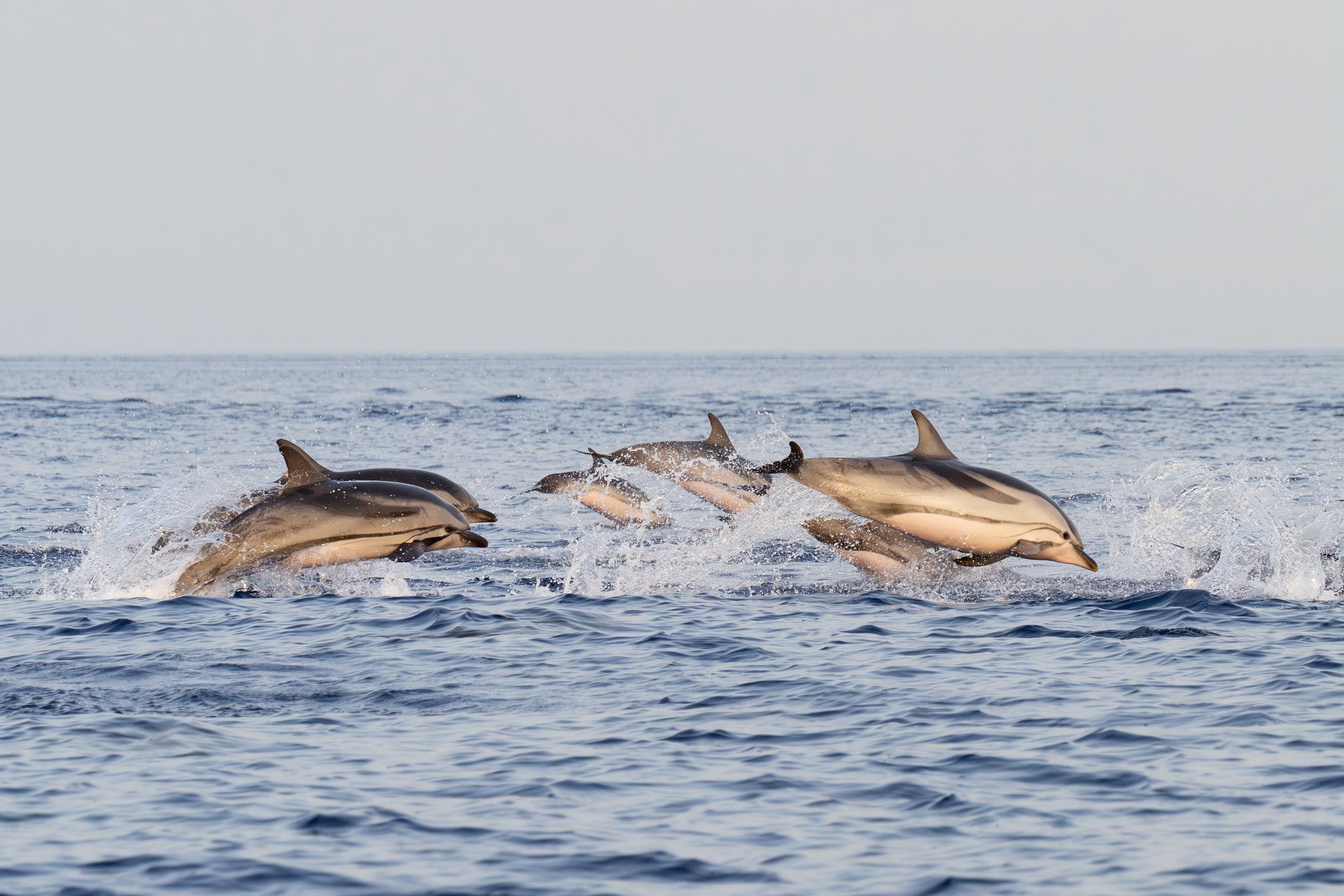 Taormina Sunset Boat Tour with Dolphins, Pizza & Prosecco