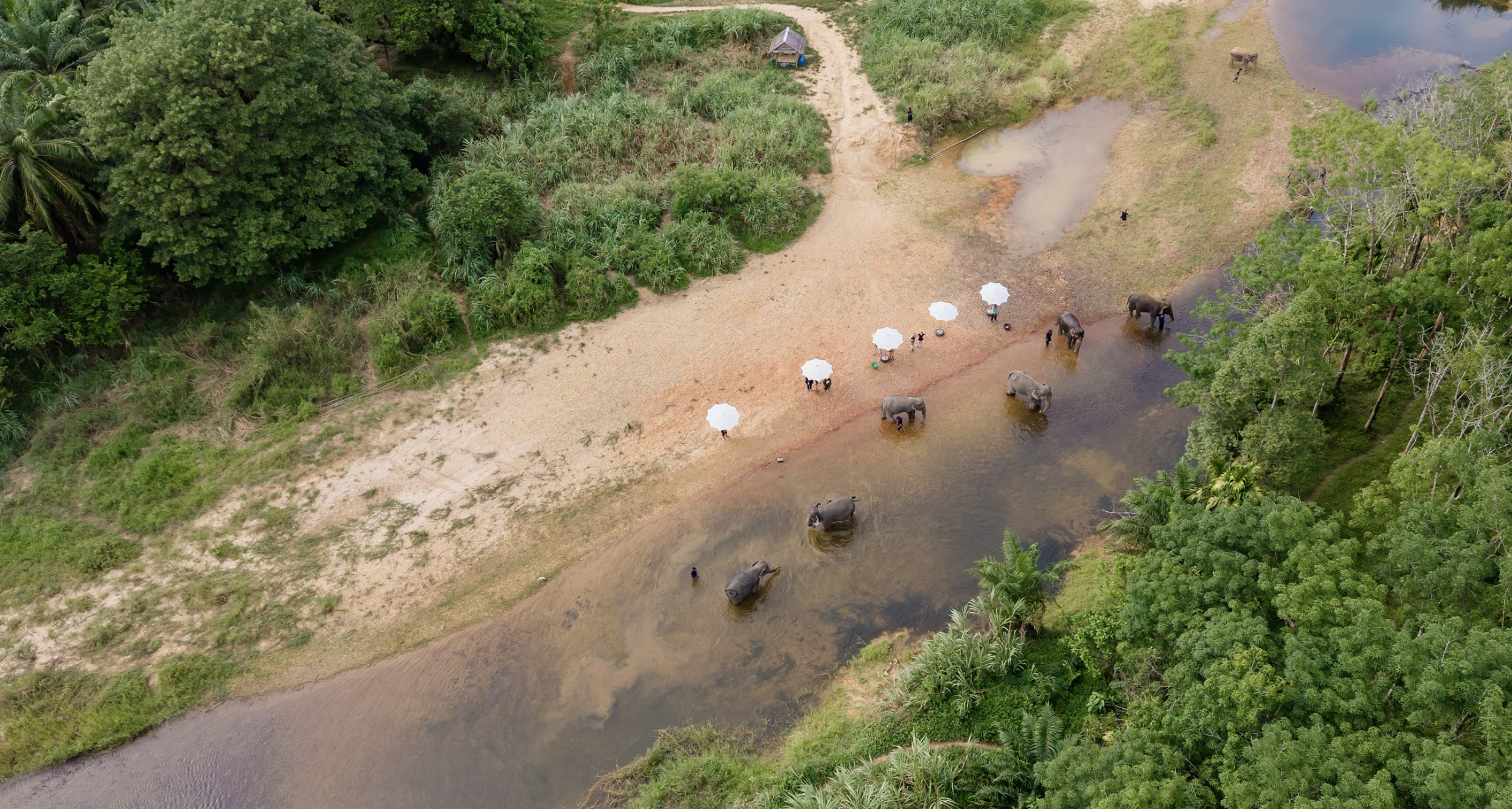 Khao Sok Ethical Elephant Care Experience with Lunch