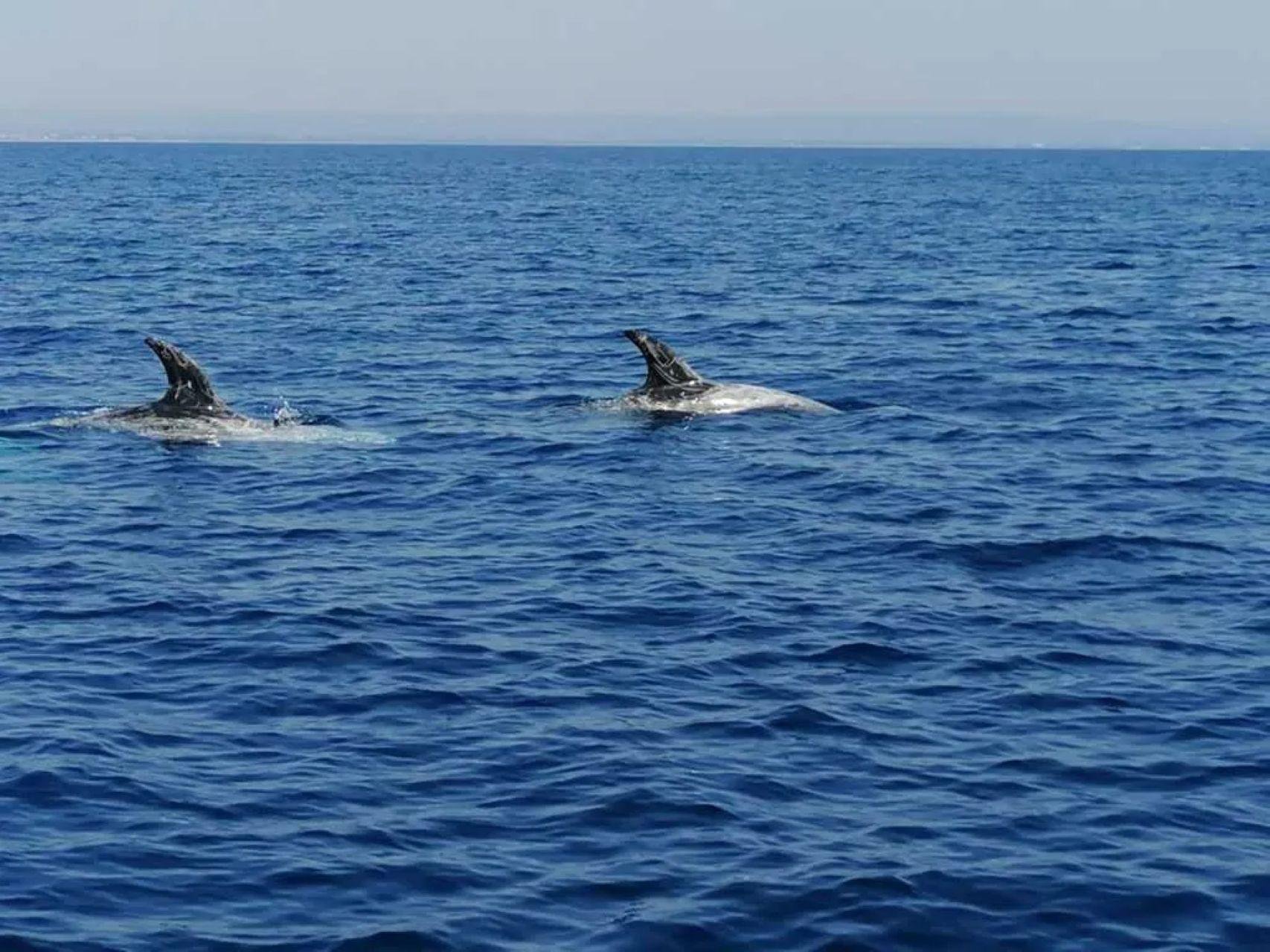 Taranto Dolphin Watching & Swimming Boat Tour
