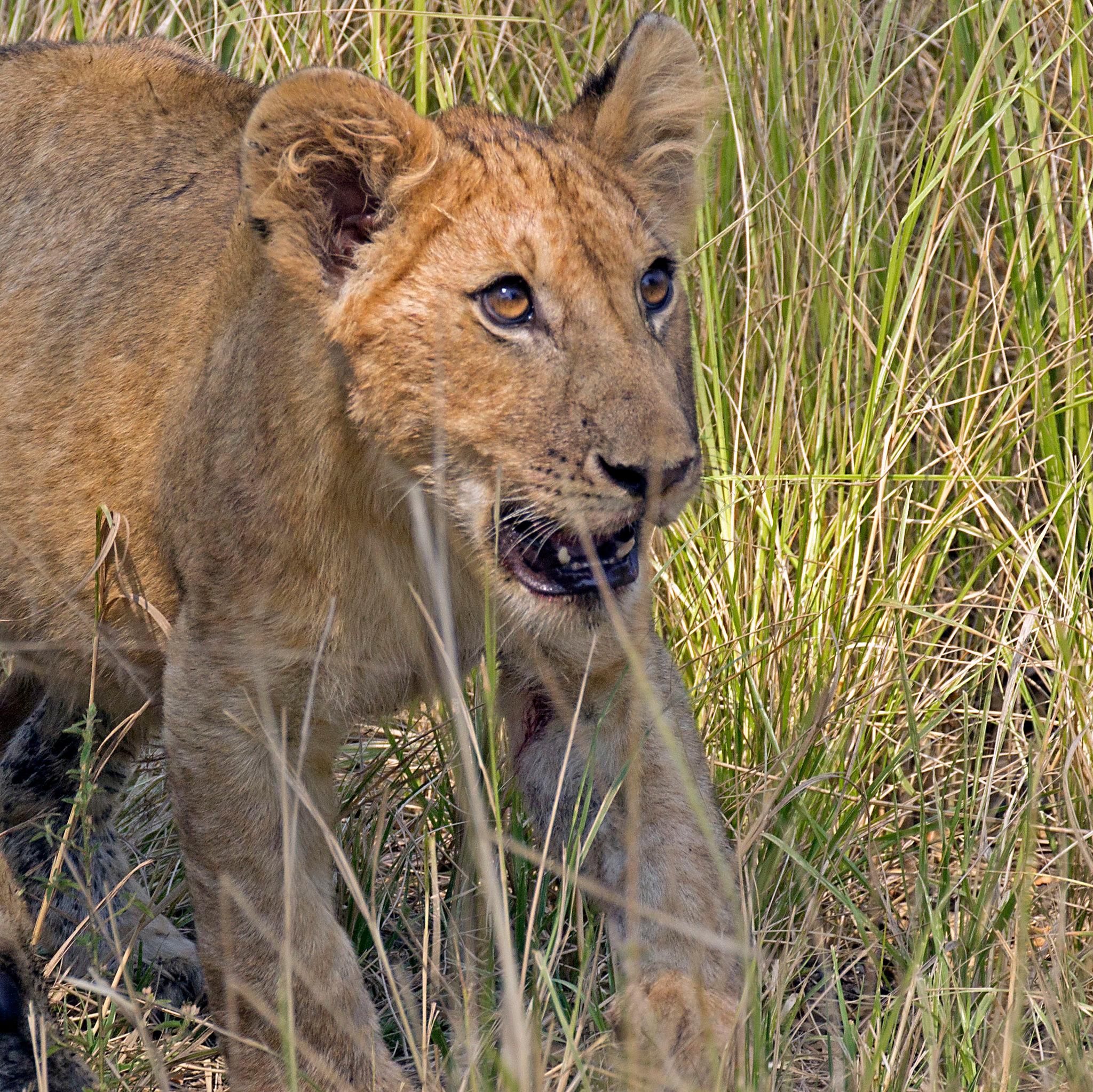 3-Day Selous Safari from Zanzibar: Game Drives, Boat Tour & Maasai Visit