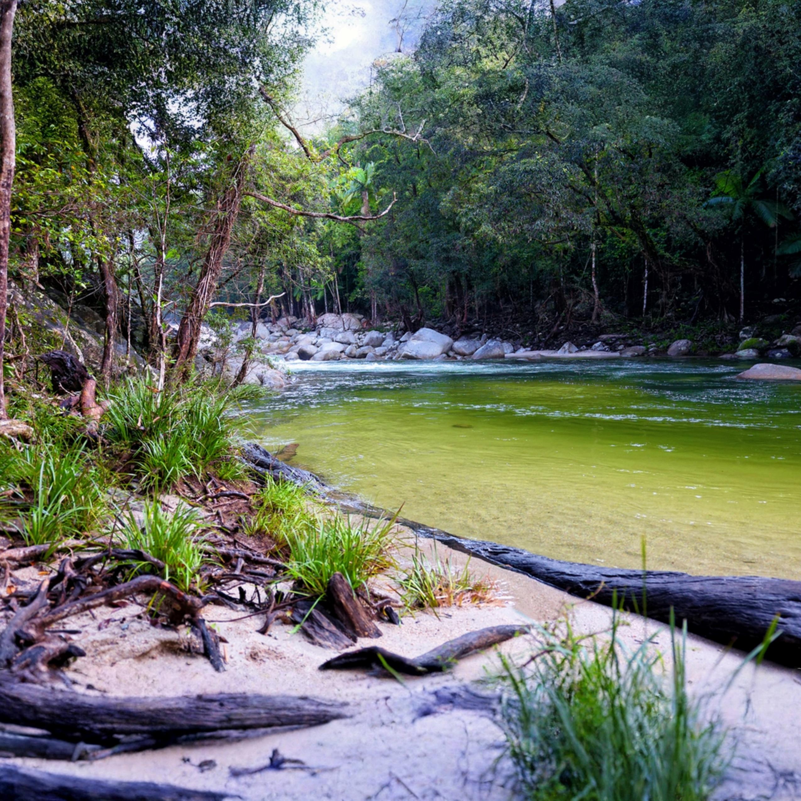 Mossman Gorge Cultural Walk with Kuku Yalanji Guide