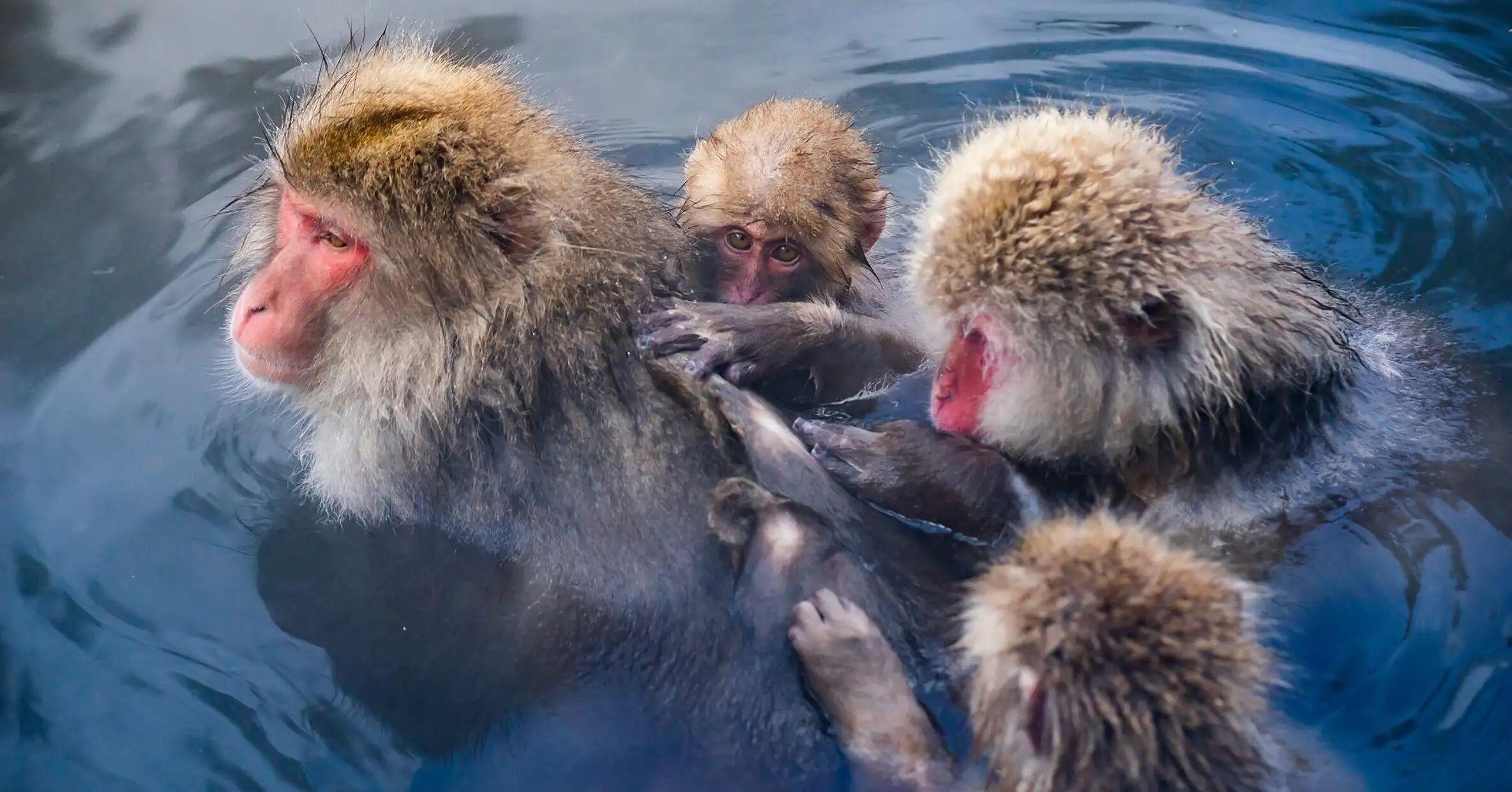 Nagano Snow Monkey Private Day Tour from Tokyo
