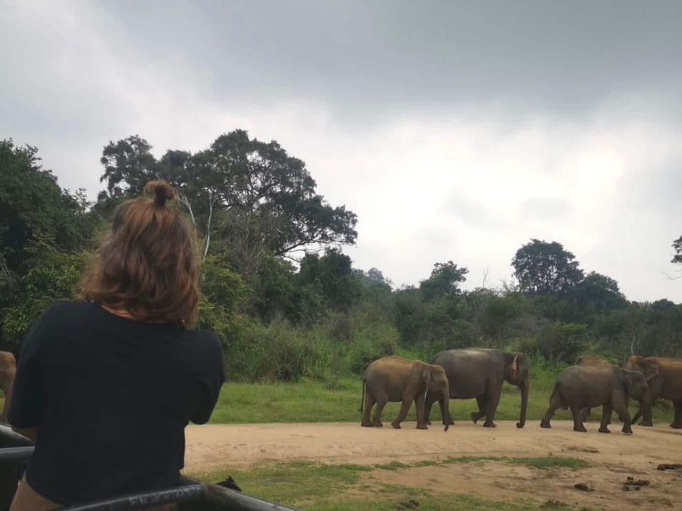 Minneriya National Park Wildlife Safari from Sigiriya